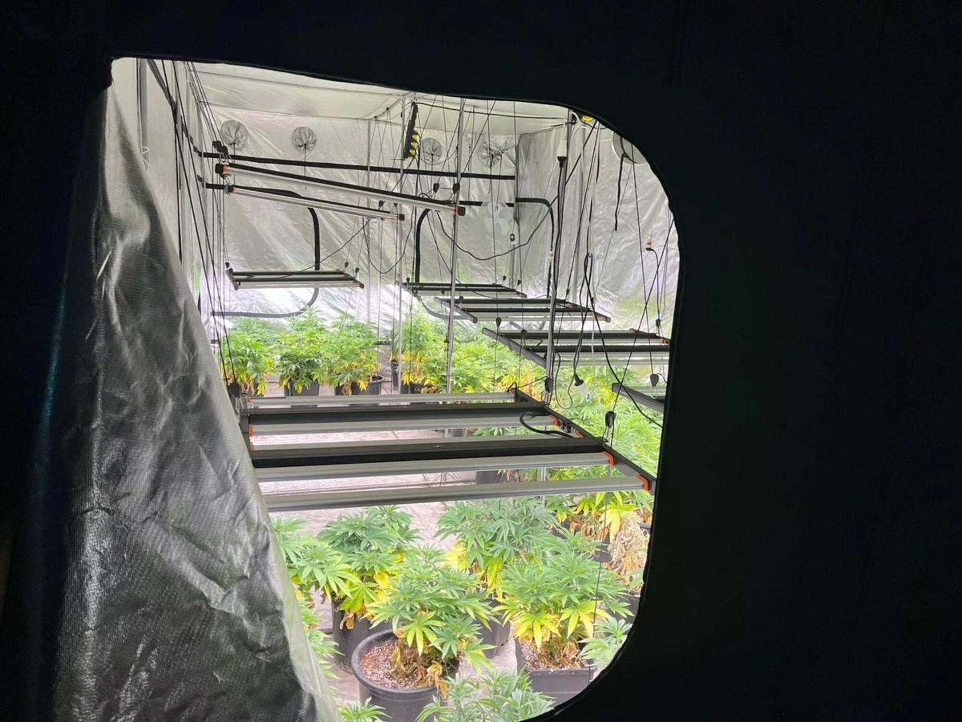 SZOK Gigantyczna plantacja konopi zlikwidowana. Policja zabezpieczyła marihuanę, kokainę, broń i amunicję