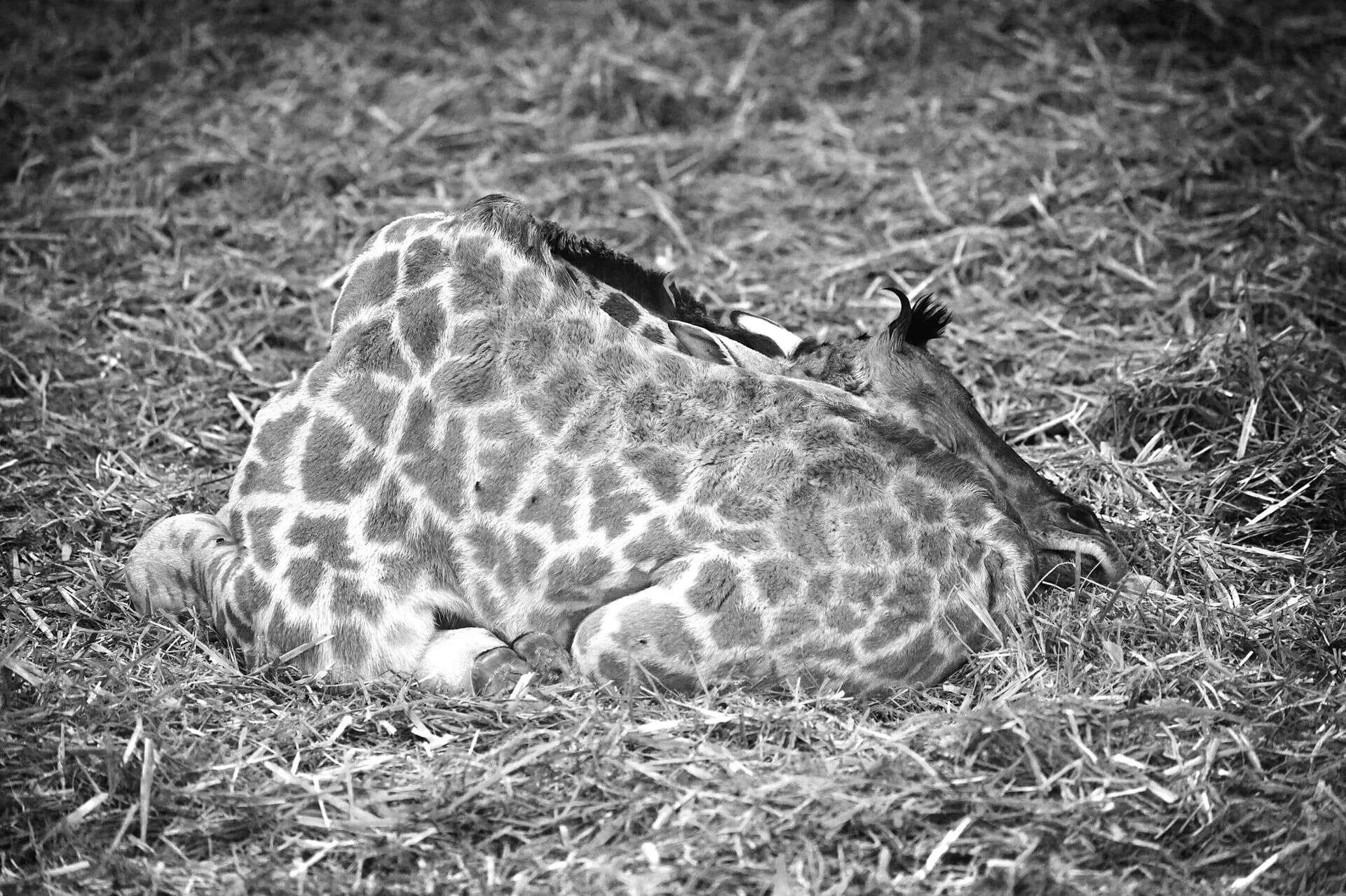 kolejna strata... Wielki smutek w poznańskim zoo. Nie żyje jeden z podopiecznych. 