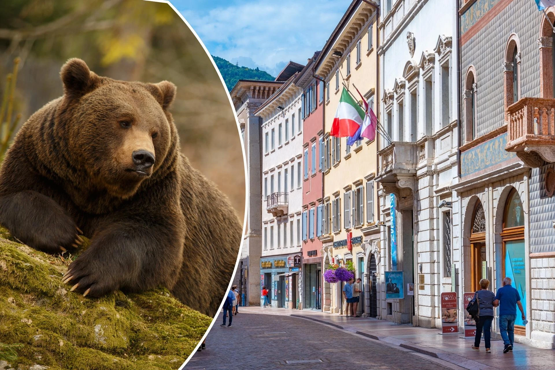 Szokujący incydent! Niedźwiedź sterroryzował lokal wyborczy. 