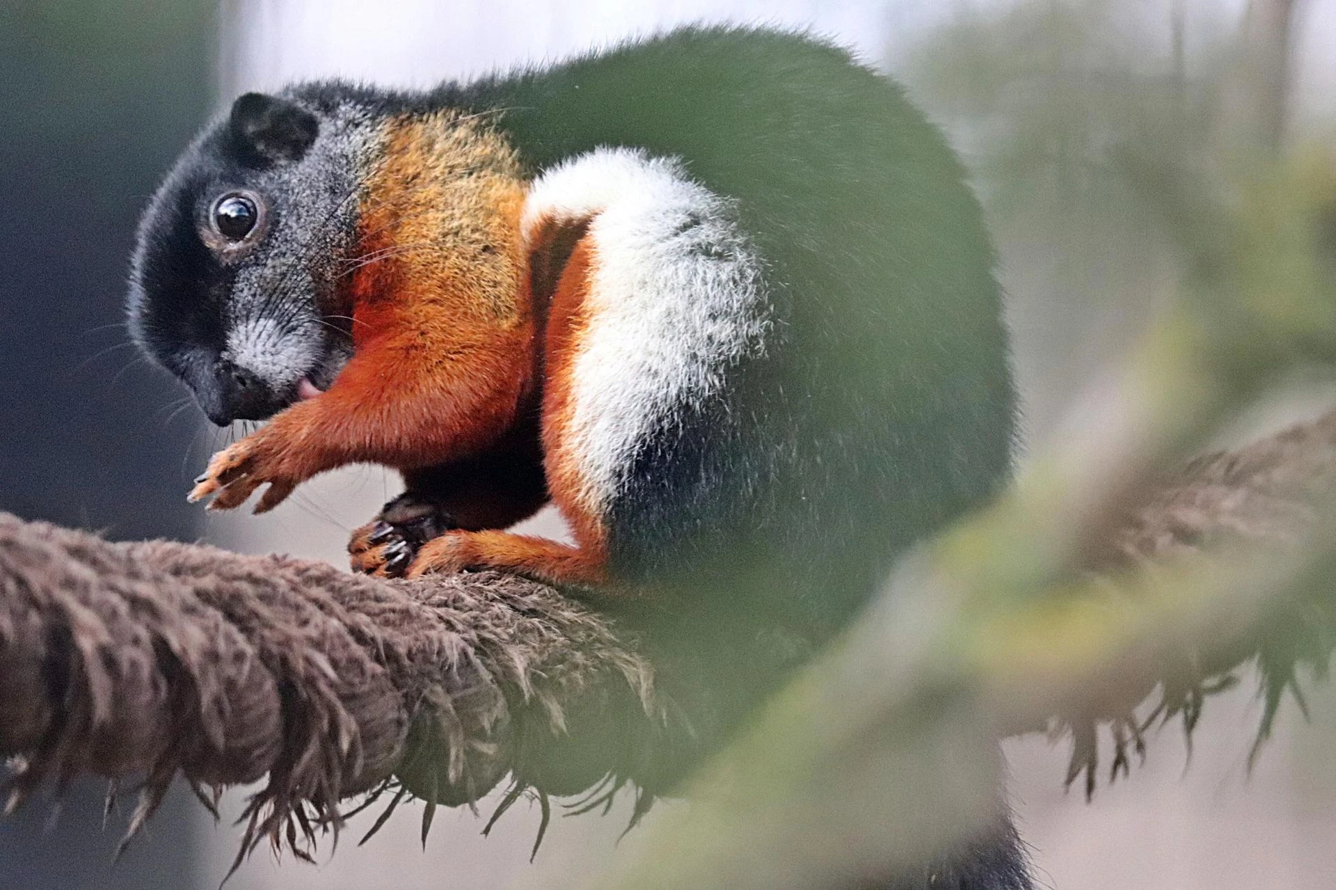 Warto wiedzieć Nowi mieszkańcy w Gdańskim Zoo już są