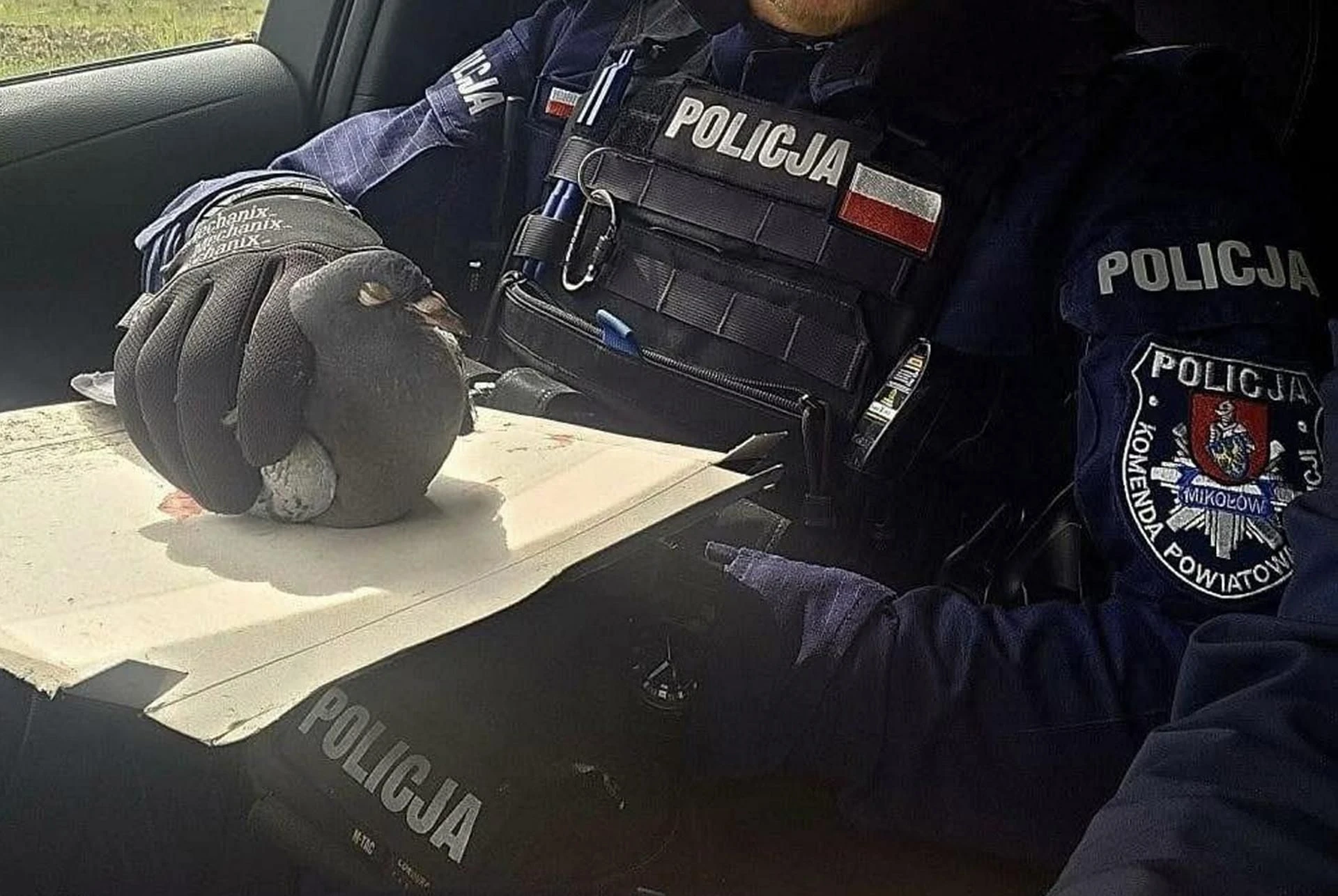 Niecodzienna interwencja Policjanci z Mikołowa mają gołębie serca. Ruszyli na pomoc rannemu ptakowi
