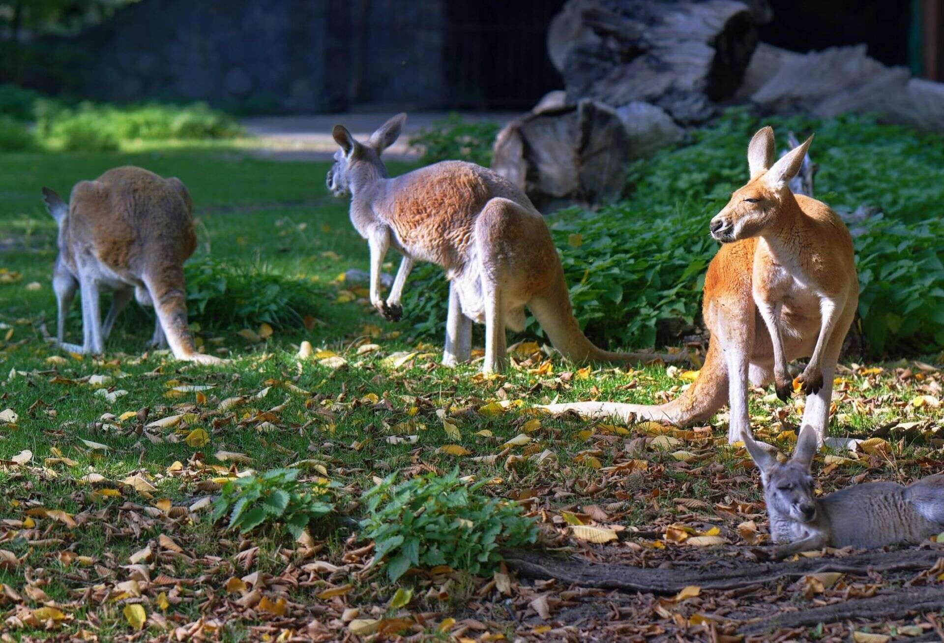 Dramat Tajemnicze zgony w zoo. W ciągu zaledwie kilku dni padło 11 kangurów