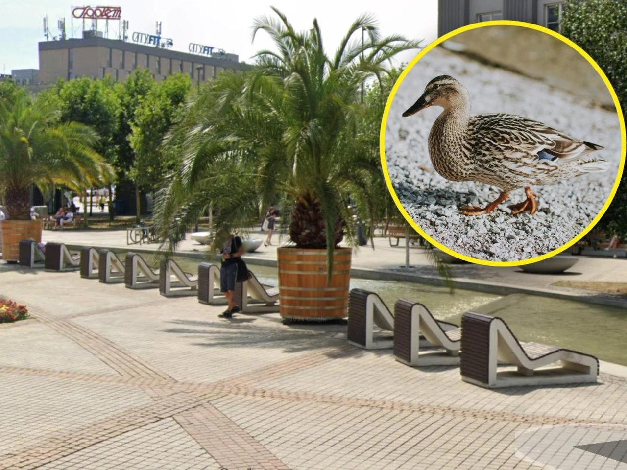 Niesłychane! Palmy wróciły na katowicki Rynek, ale jednej brakuje! Kaczka zablokowała transport!