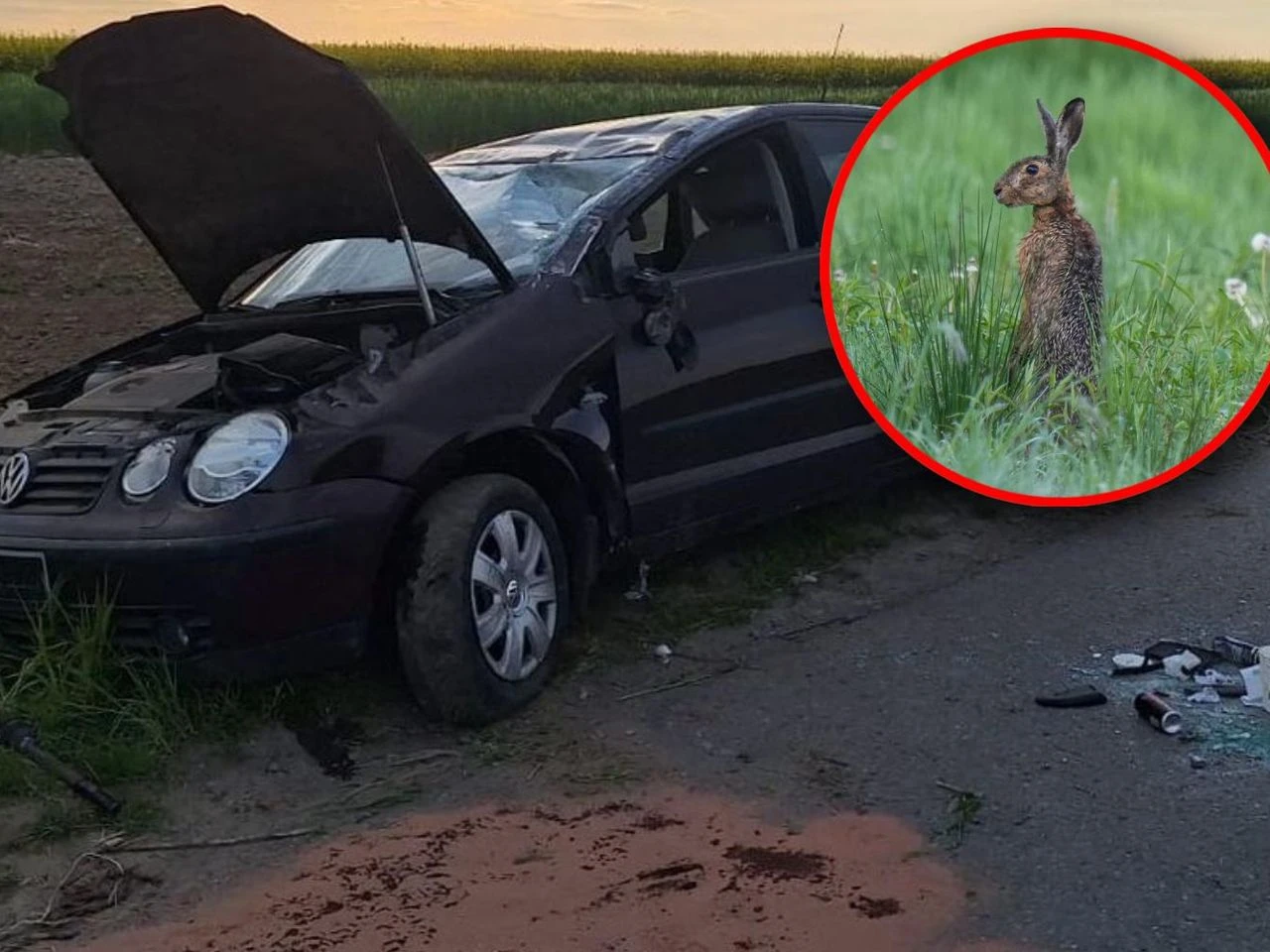 To mogło się źle skończyć! Na drogę nagle wybiegł zając. Volkswagen z 20-latką dachował na poboczu