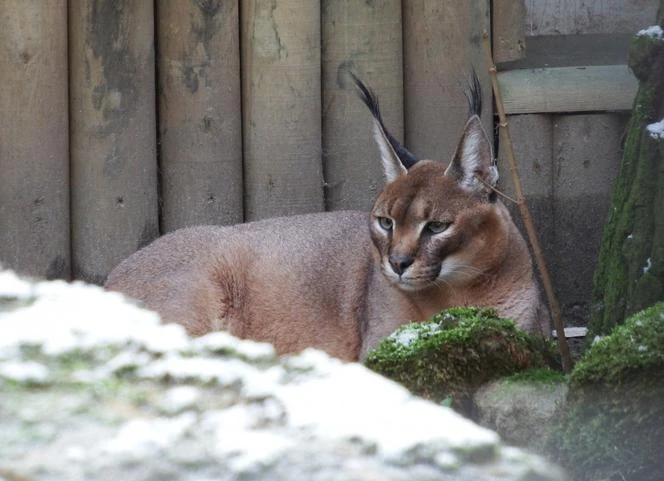 Mały karakal urodził się w poznańskim ZOO. Nic słodszego dziś nie zobaczycie! [WIDEO]