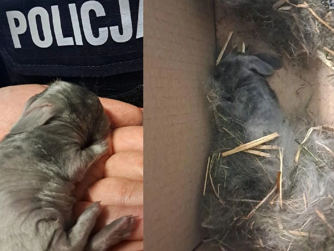 Słodziaki uratowane Malutkie króliczki porzucone na cmentarzu. To, co się stało później, wzrusza do łez