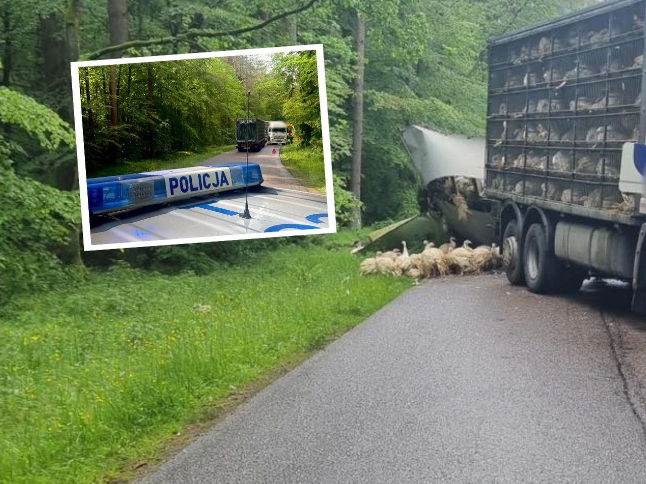 SZOK Niecodzienne zdarzenie! Z ciężarówki wypadły indyki i rozbiegły się po drodze