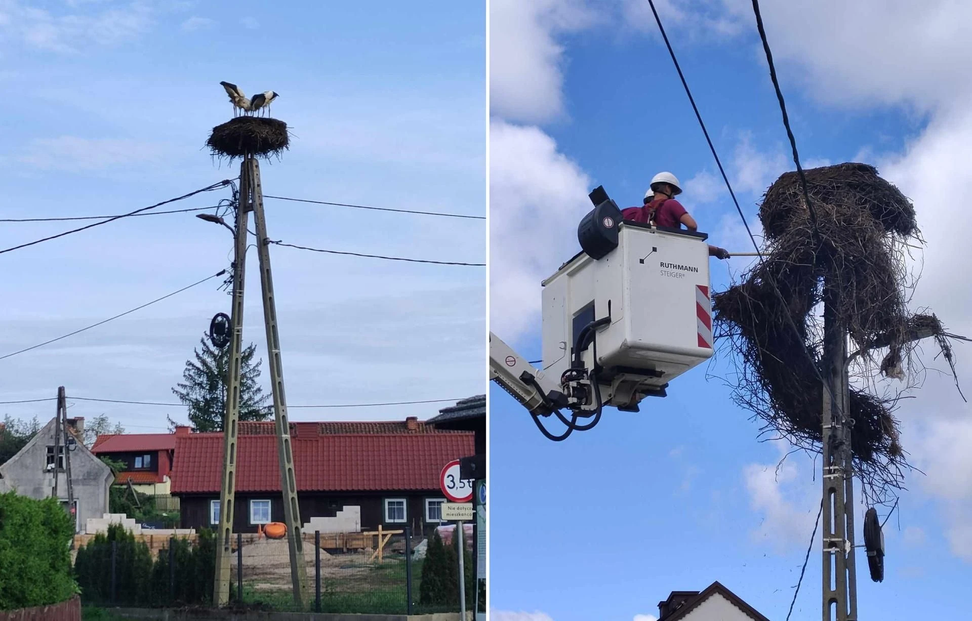 Ulubieniec Krutyni w tarapatach Deszcz zniszczył bociani dom. Krutek nie został bez pomocy