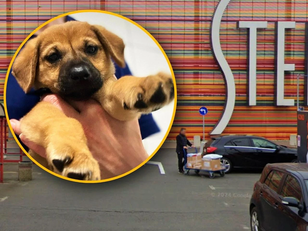 Jak tak można? Ktoś porzucił szczeniaka w galerii handlowej! Schronisko szuka dla niego domu