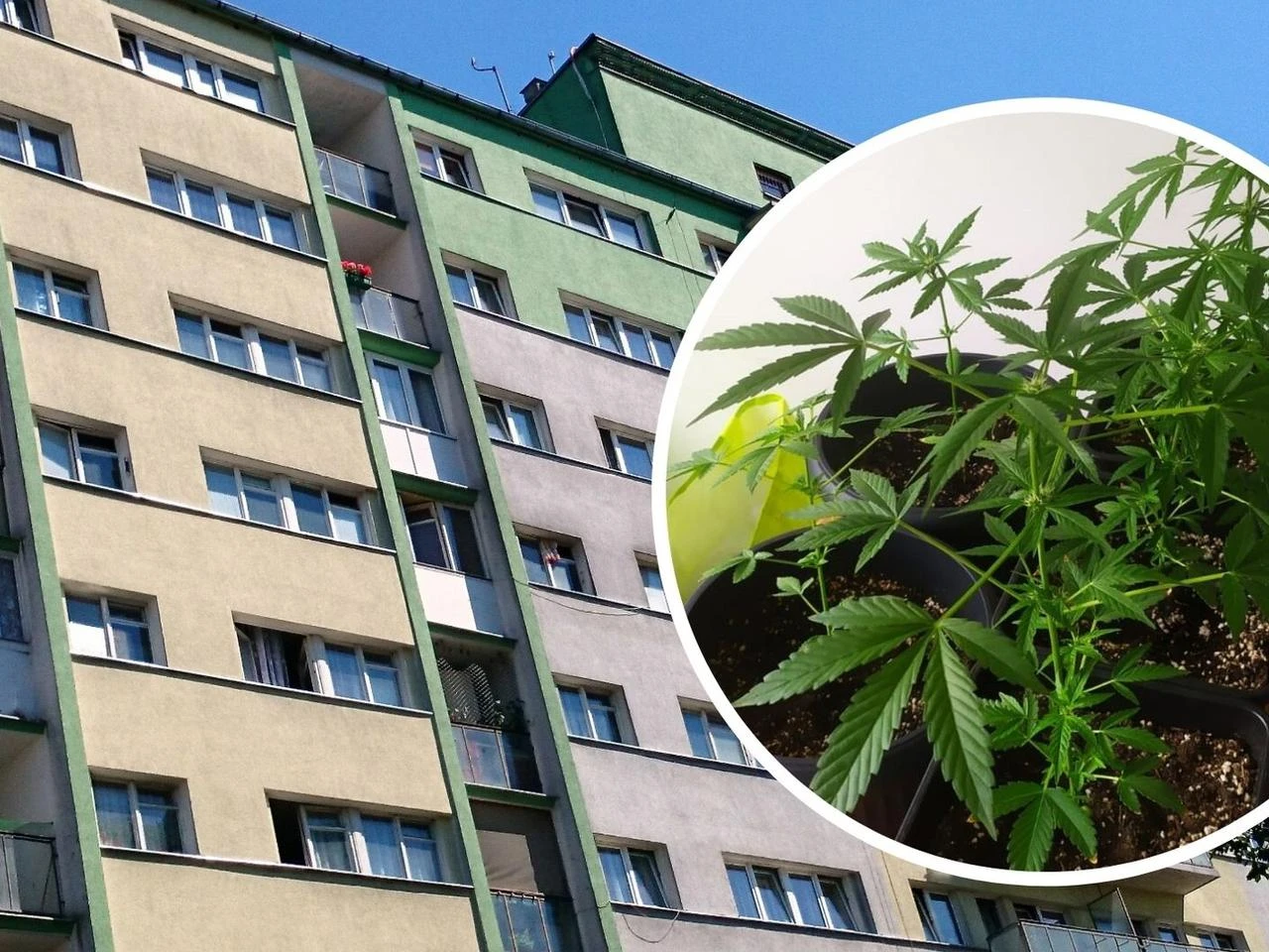 Piotrków Trybunalski. Matka z córką zatrzymane za uprawianie marihuany. Obie mogą ...