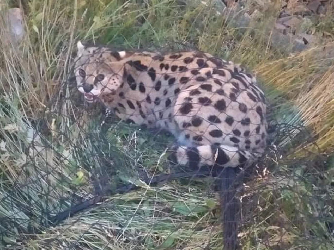 Serwal afrykański znaleziony w centrum Łodzi! Animal Patrol szuka właściciela! Int...