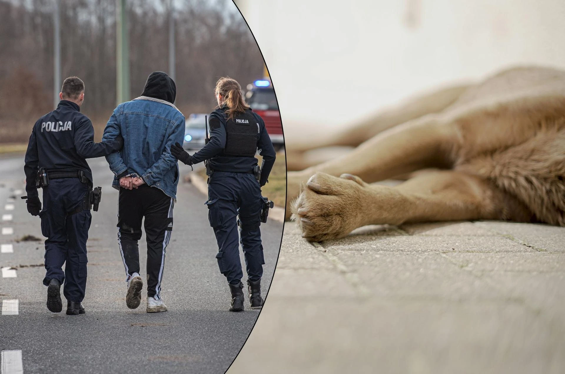 Są zarzuty dla kolegów Na posesji znaleziono świeżo kopaną ziemię. Pod spodem ciało! 28- i 30-latek zatrzym…