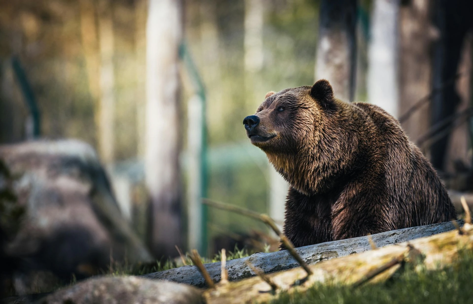 Znów Słowacja! Atak niedźwiedzia na człowieka! 27-letni biegacz ofiarą