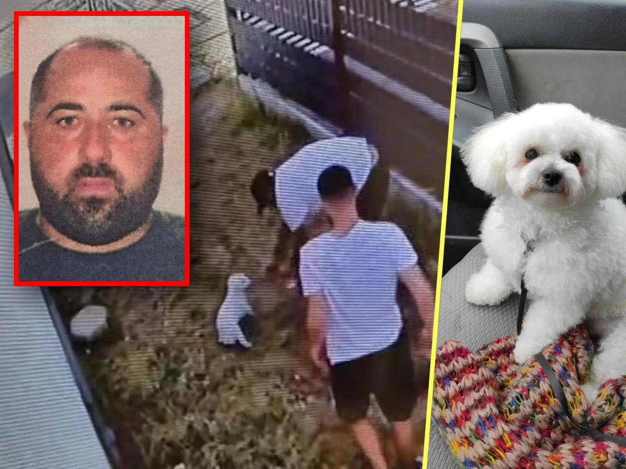 Szuka go policja Zuchwała kradzież psa w Świnoujściu. To on stoi za uprowadzeniem Dziuni