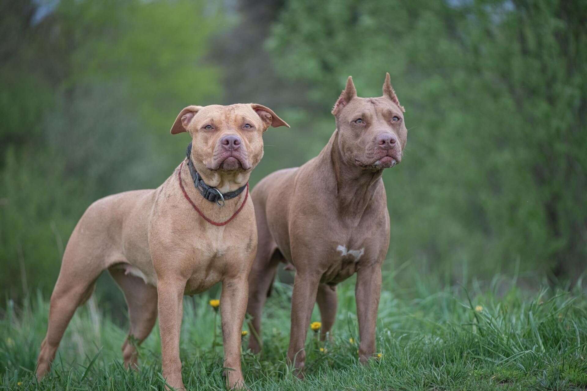 Straszliwa śmierć Koszmar w Nowym Jorku. Stado pitbulli zagryzło 59-latka!