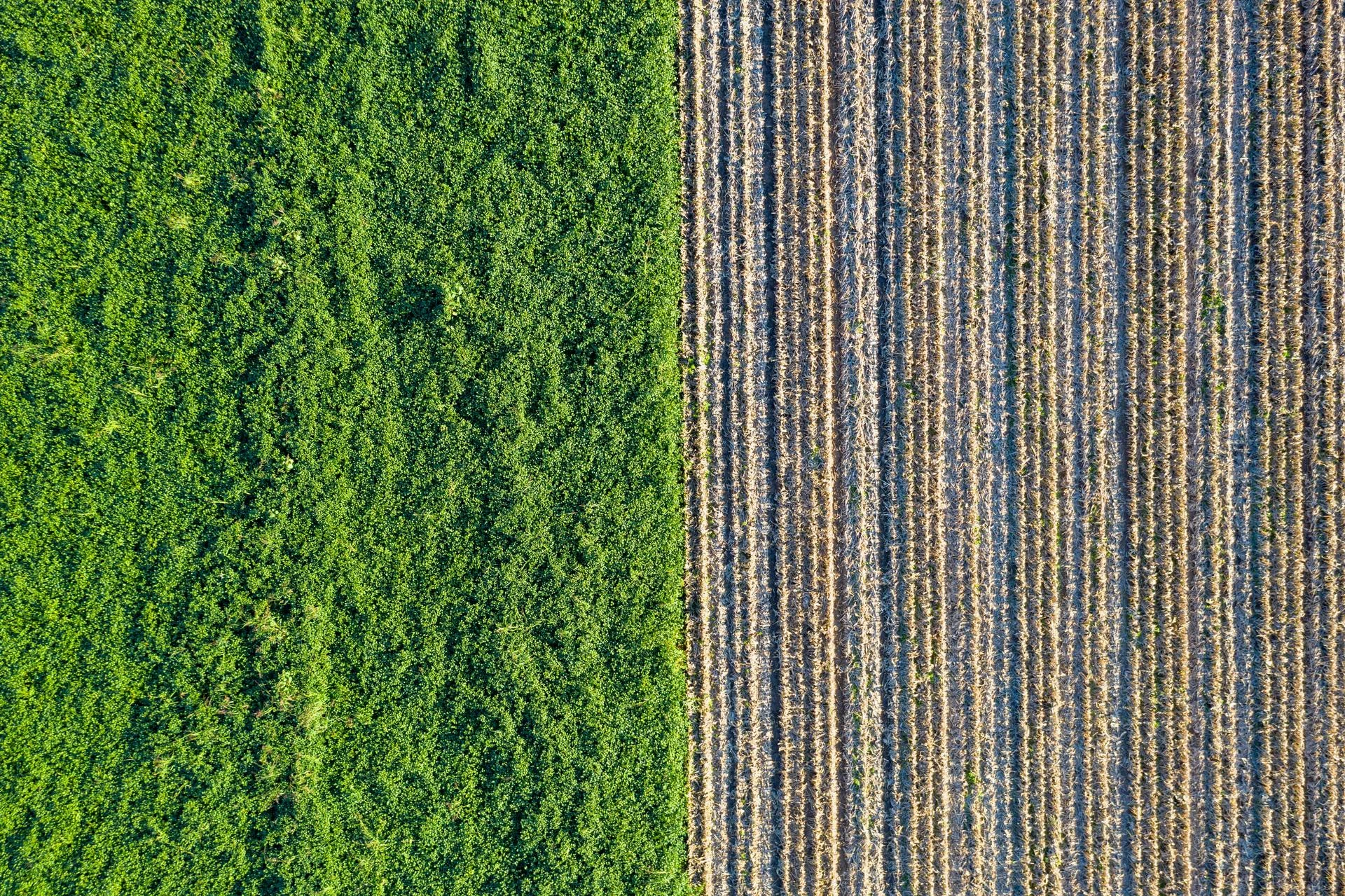 Żywność Niższe ceny produktów rolnych. Czy żywność stanieje?
