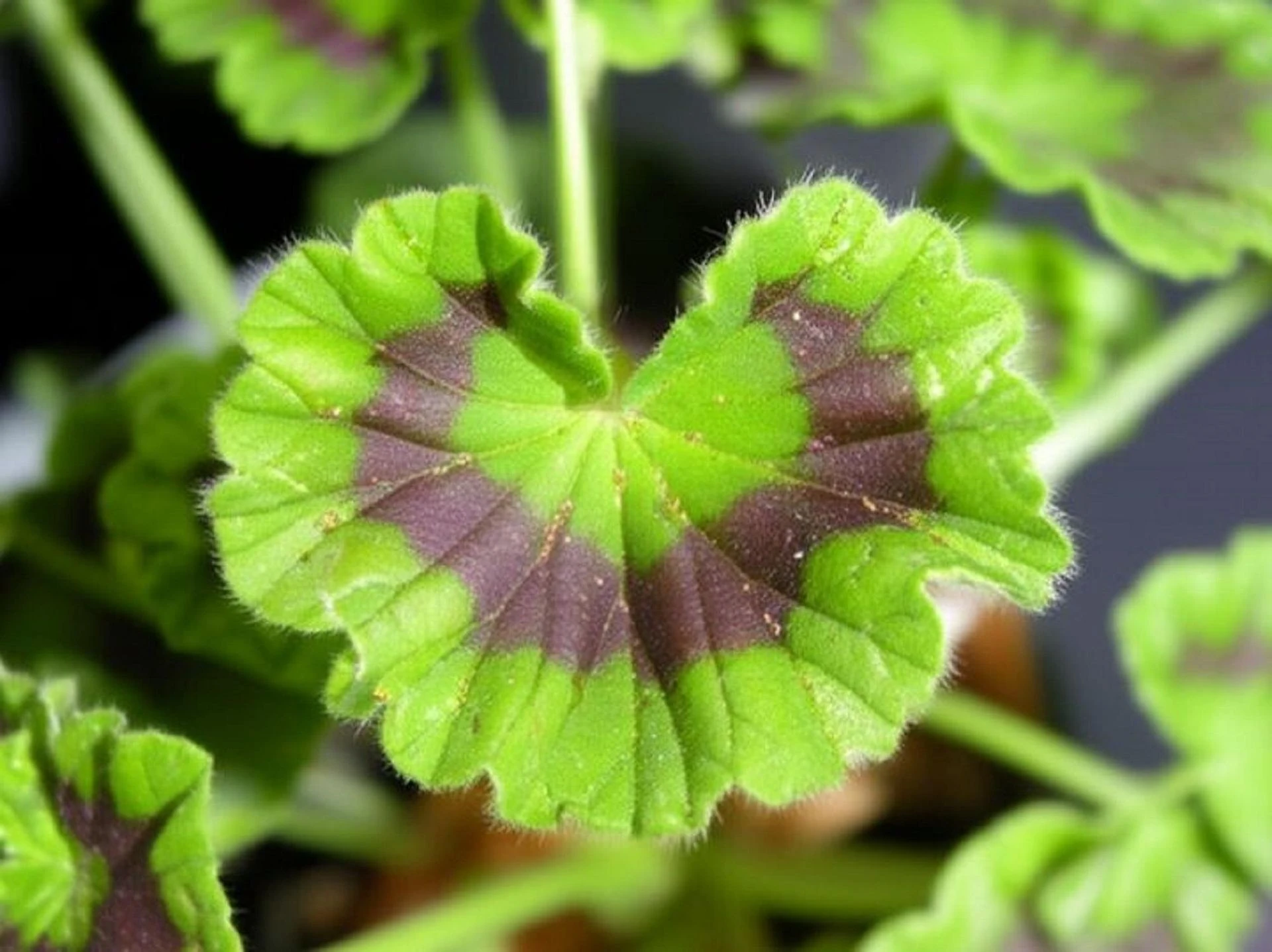 Choroby grzybowe roślin Ogrodnik z Liroy Merlin pokazał, jak zwalczać rdzę w pelargoniach. Mieszam te składn…