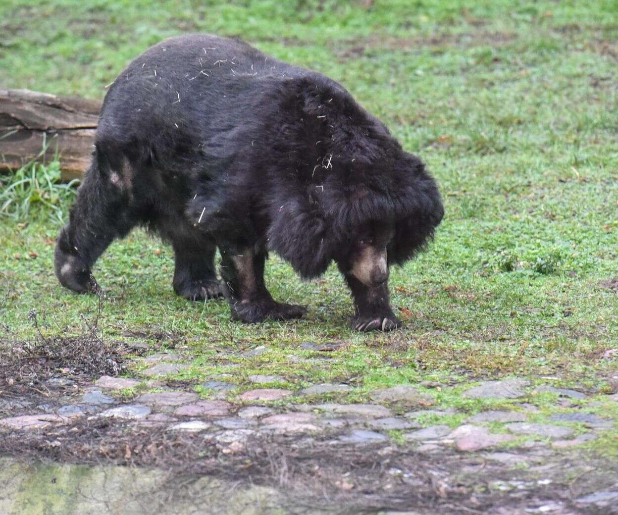 Ciekawostki W Toruniu żyje jedna z najstarszych niedźwiedzic na świecie