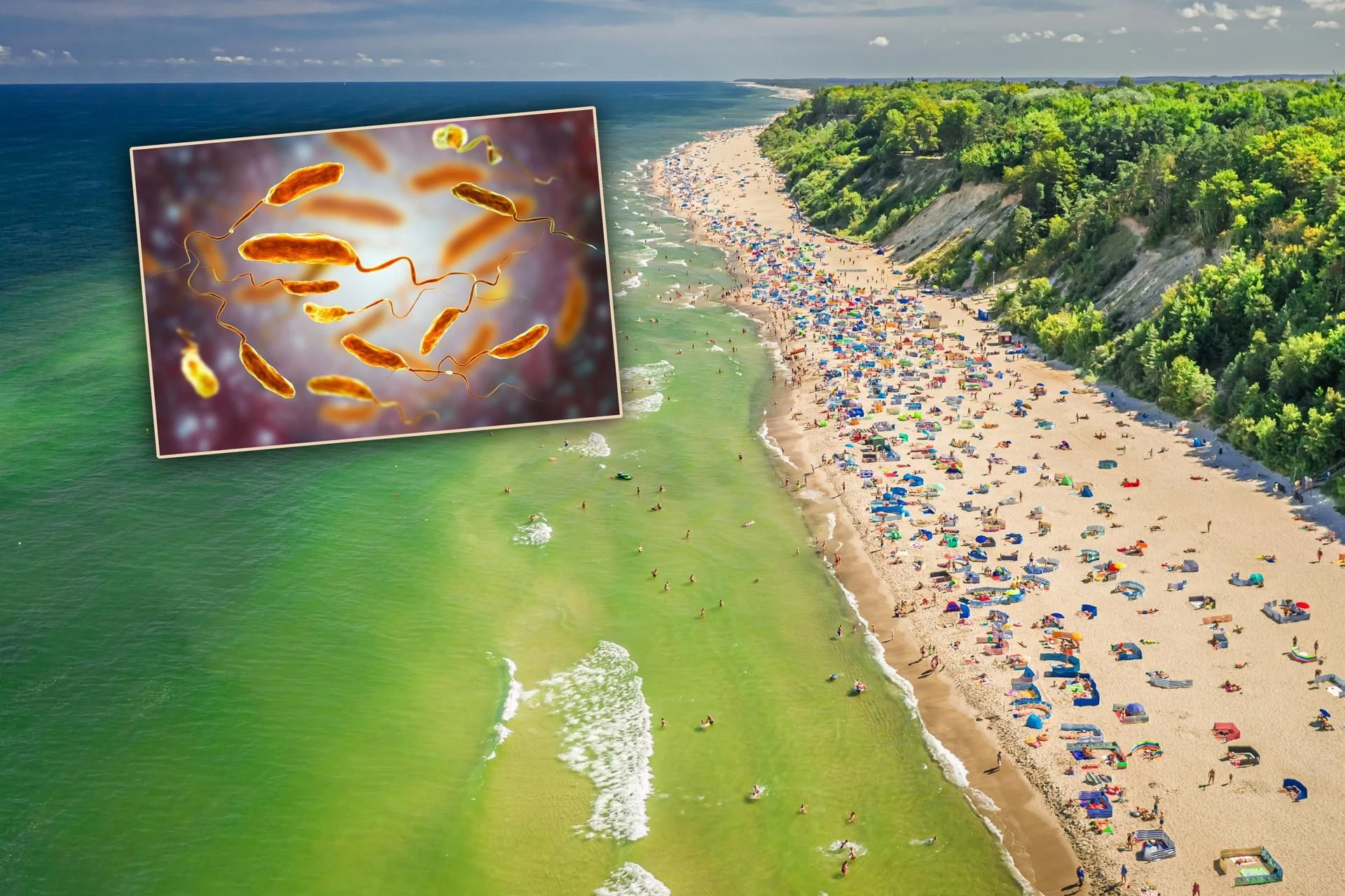 Alarm na plażach Zabójcza bakteria wykryta w Bałtyku! Są ofiary śmiertelne