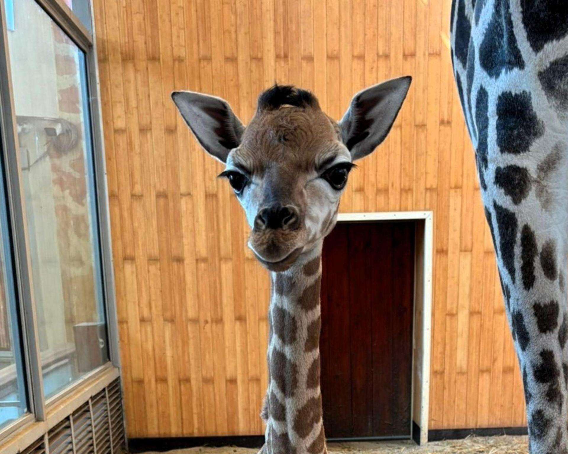 WARSZAWSKIE ZOO Ogłosili konkurs na imię dla braciszka Pietruszki. „Czekamy na pomysły