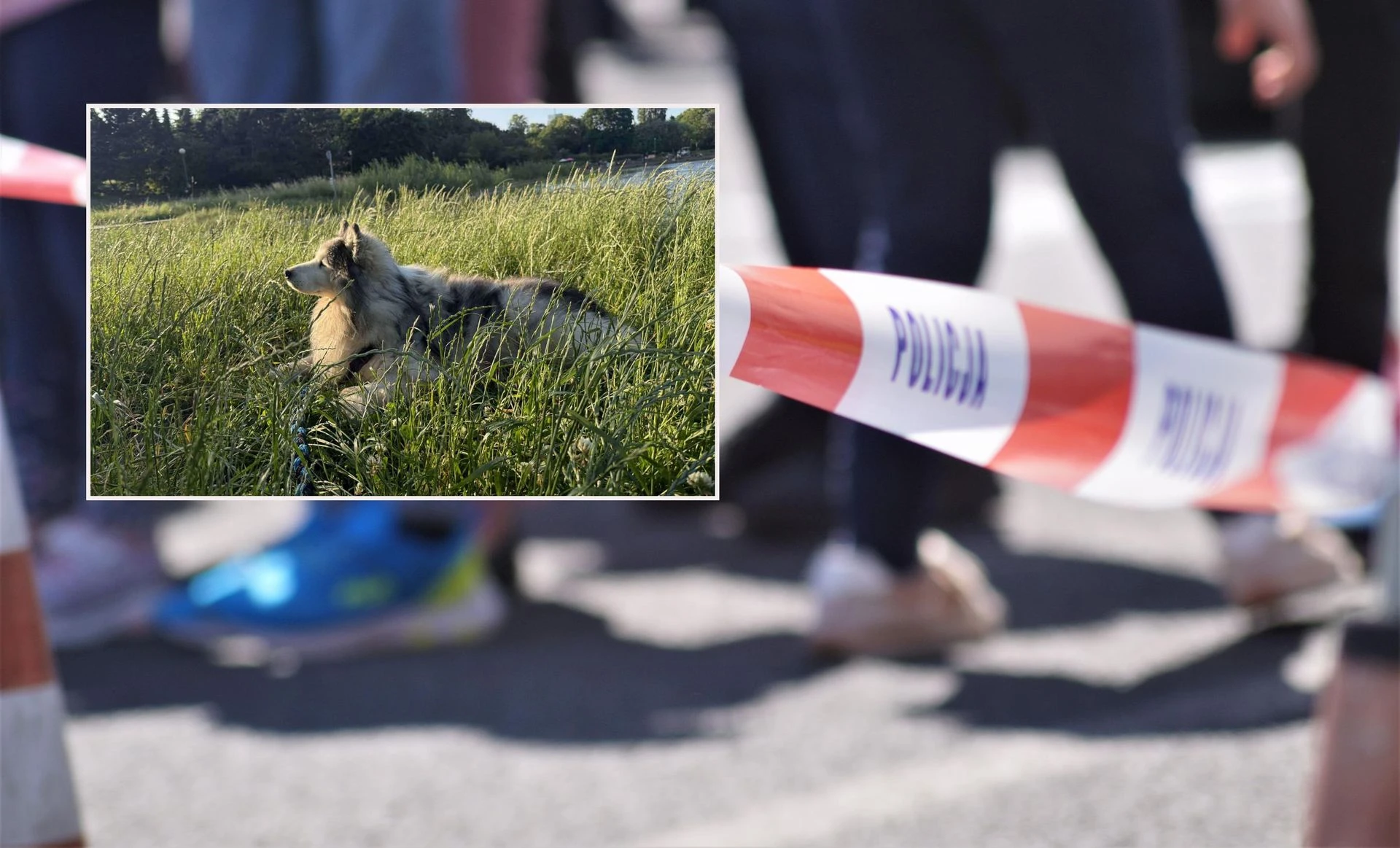 Ogromna tragedia Zwierzęce piekło w Kaliszu! Pies żył ze zwłokami swojej pani. Morderca wyprowadzał g…
