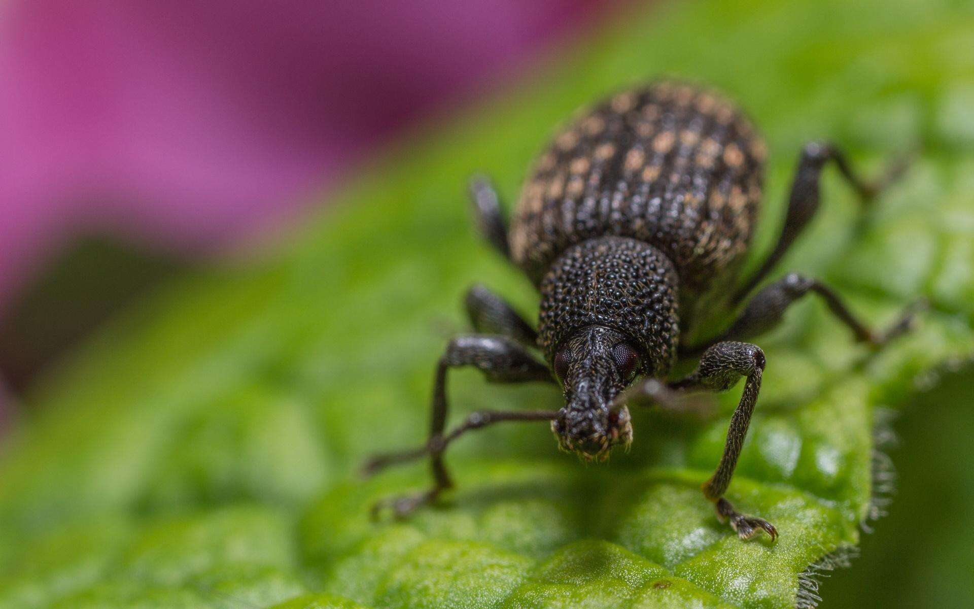 Sposób na szkodniki Mieszam 0,5 kg popularnego zioła z wodą i opryskuję azalię. Opuchlaki padają martwe.…