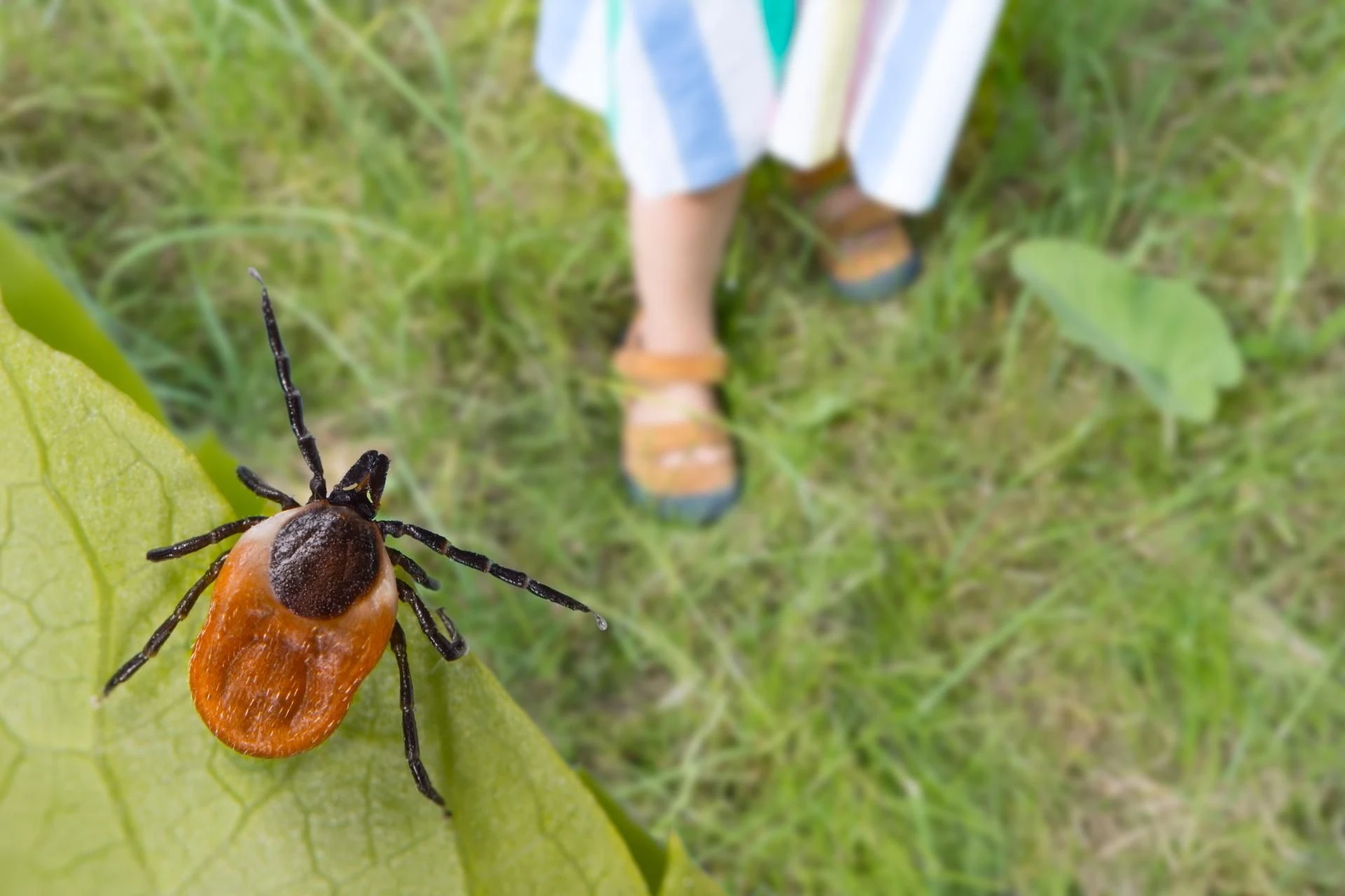Odstraszanie kleszczy Zagotuj i rozlej przed domem, a kleszcze znikną jak ręką odjął. Oprysk, który odstra…