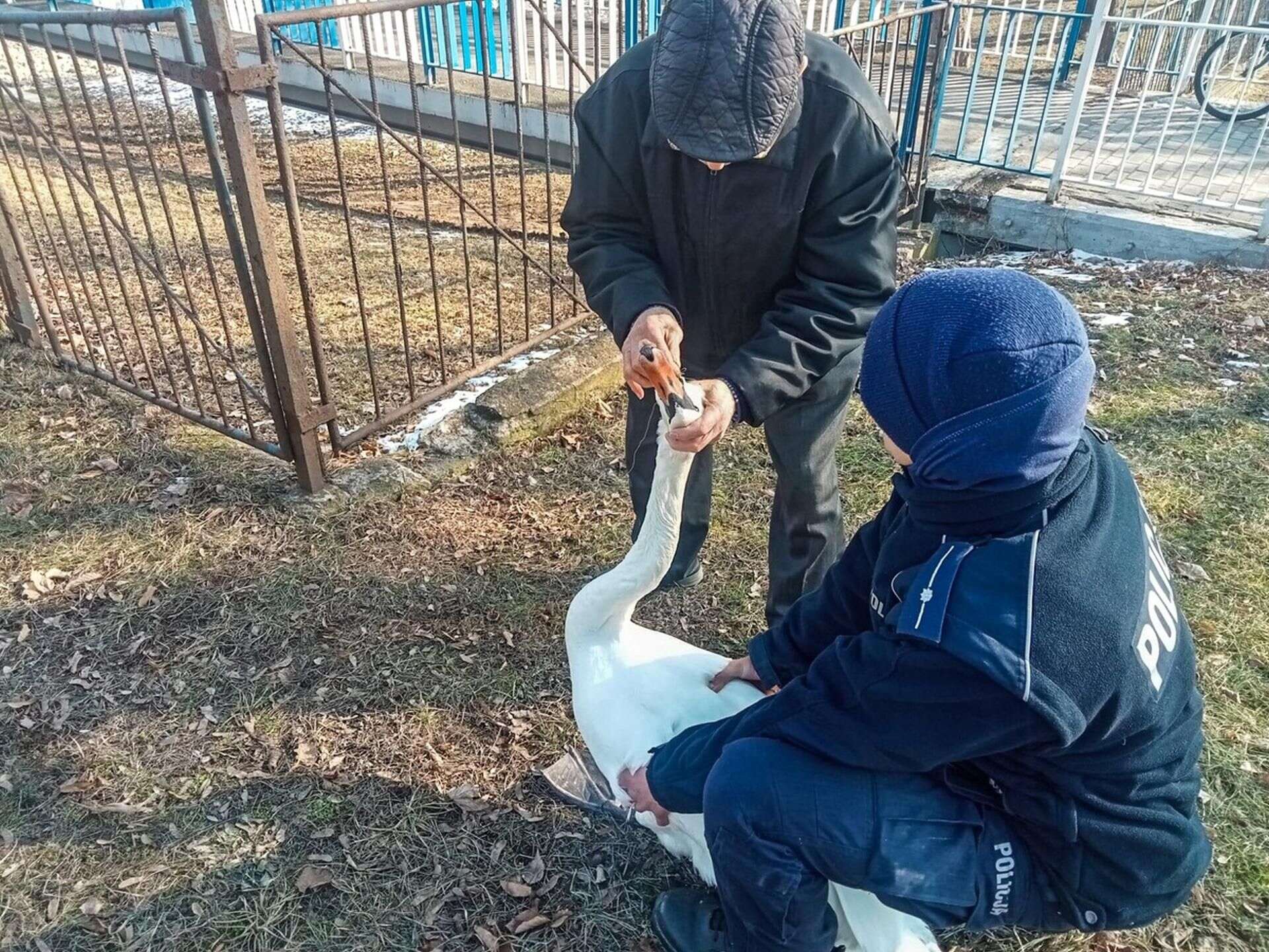 Szybka pomoc Przerażony łabędź mógł otworzyć dzioba. Ulica zablokowana