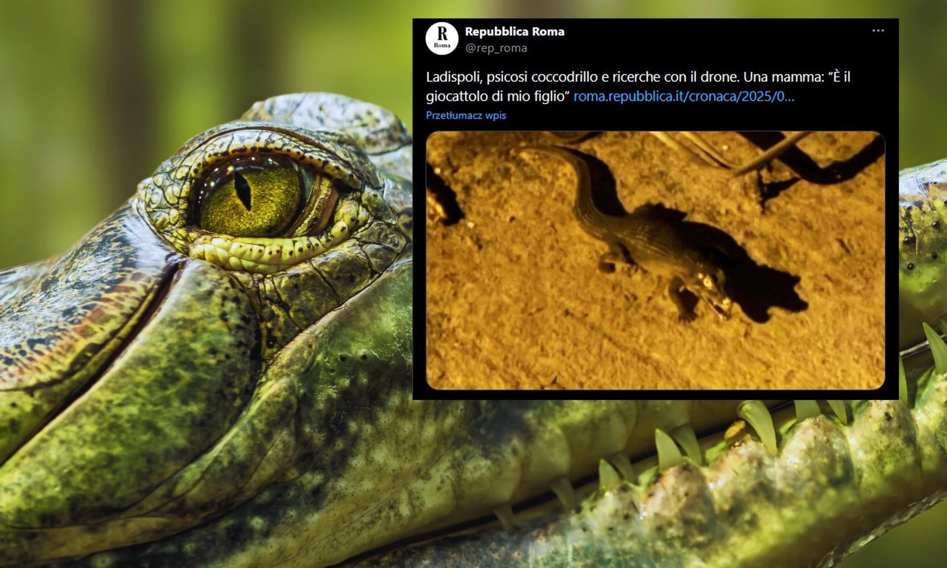 Nie do wiary! Panika we Włoszech przez krokodyla! Finał sprawy szokuje