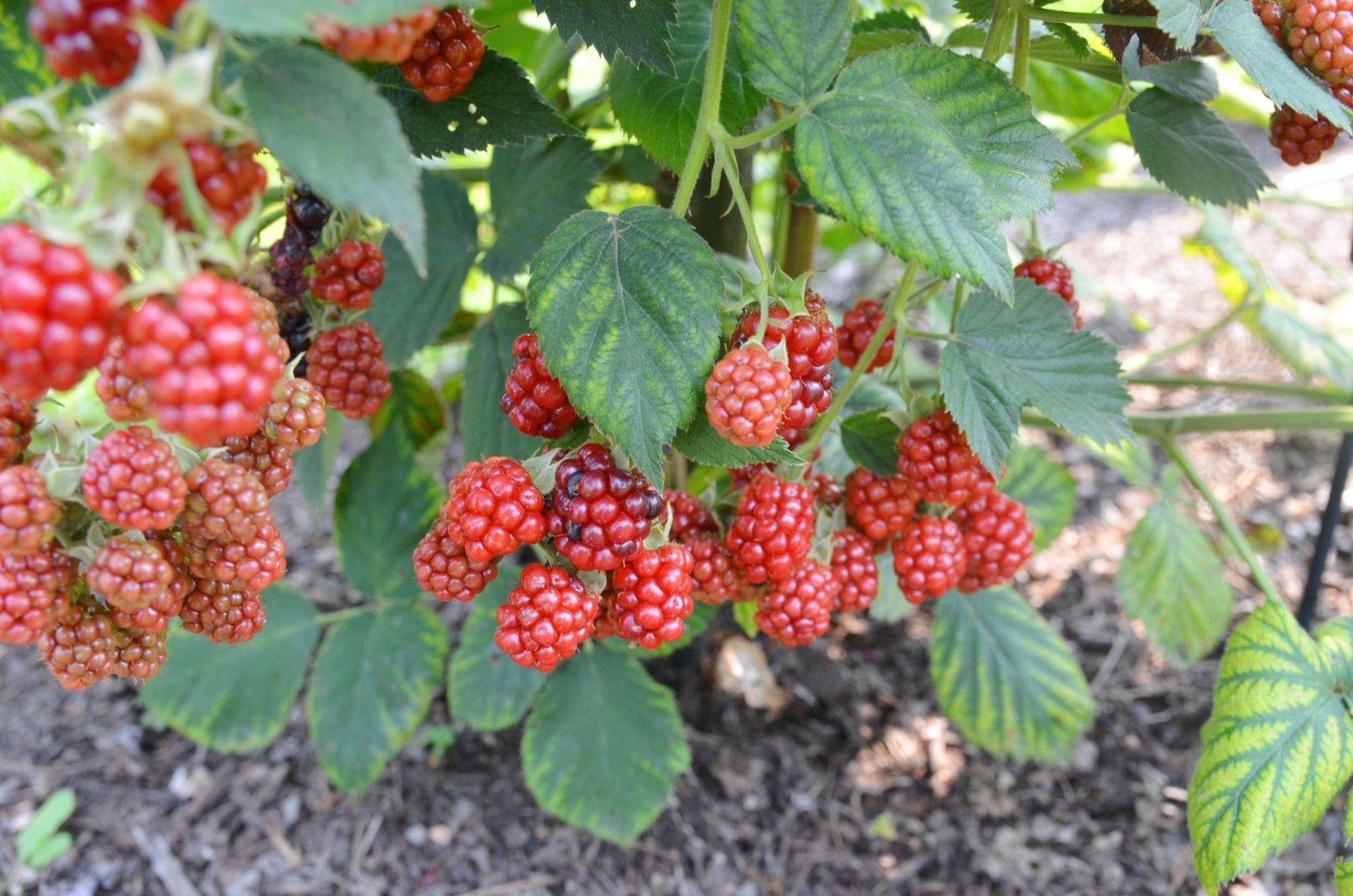 Domowy warzywnik Dlaczego maliny usychają? Domowy nawóz, która uratuje uschnięte krzaczki malin. Przy…