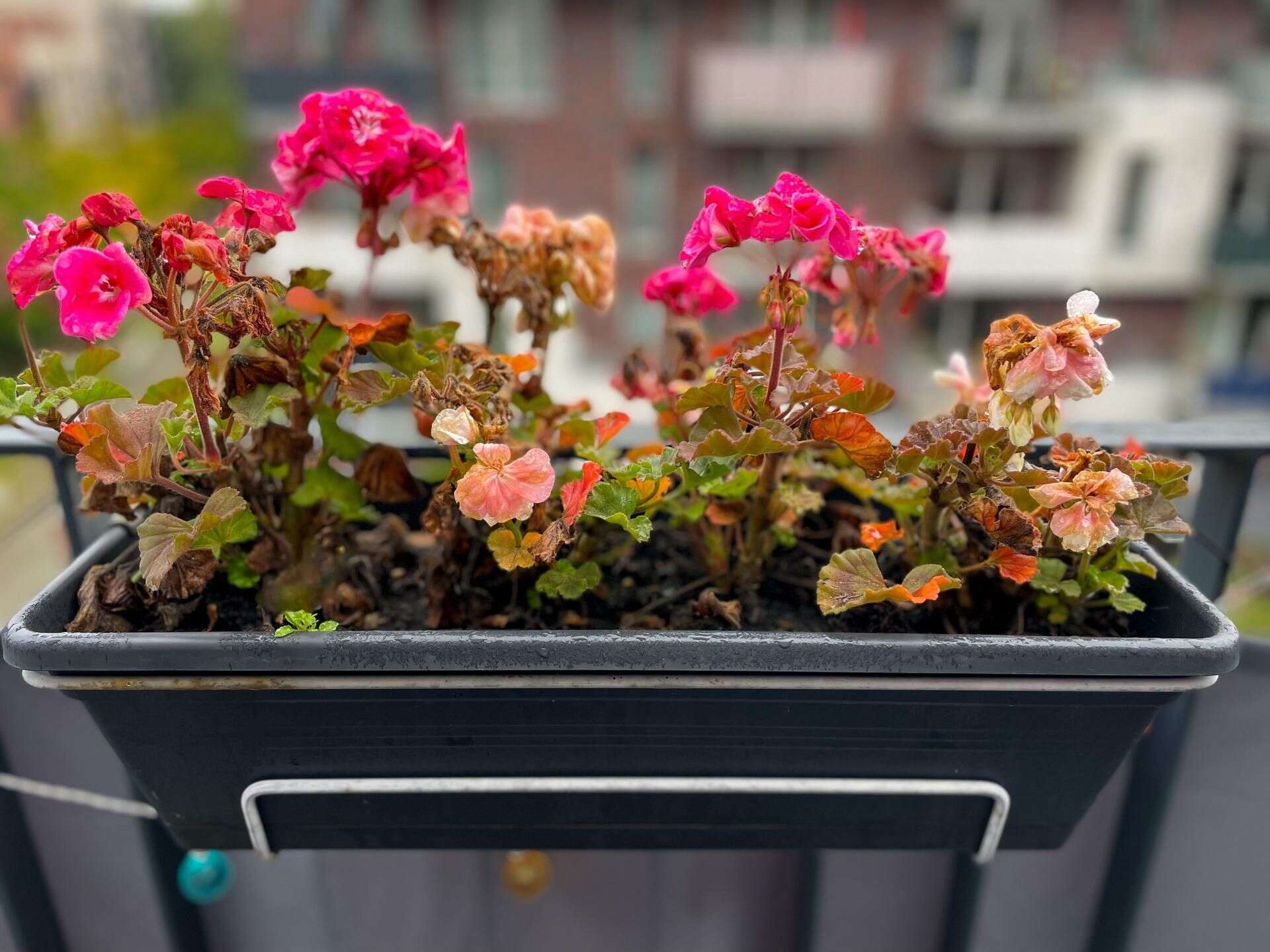 Jesień w ogrodzie Znajomy podróżnik pokazał, jak zimować pelargonie. Zrób to z kwiatem przed końcem pa…