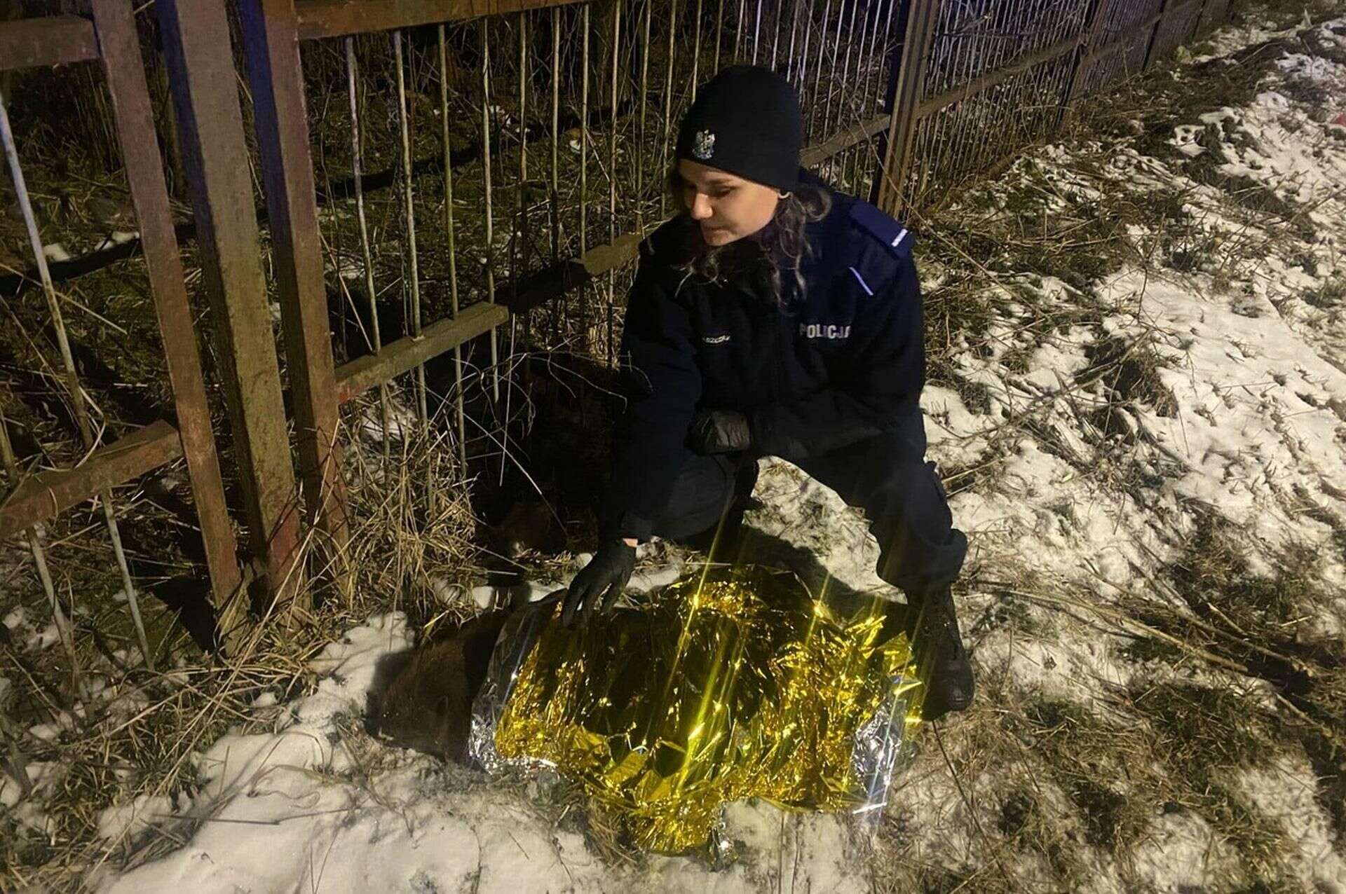 Bóbr w opałach Policjanci uratowali bobra. Okryli go kocem termicznym