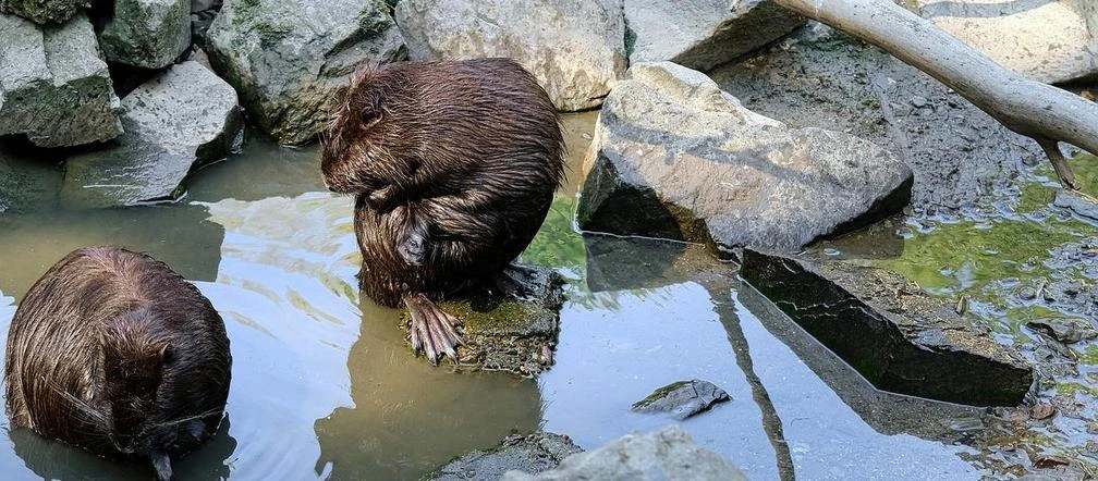 Uwaga! Bobry Grasujące bobry stają się udręką mieszkańców bielskiej dzielnicy Hałcnów