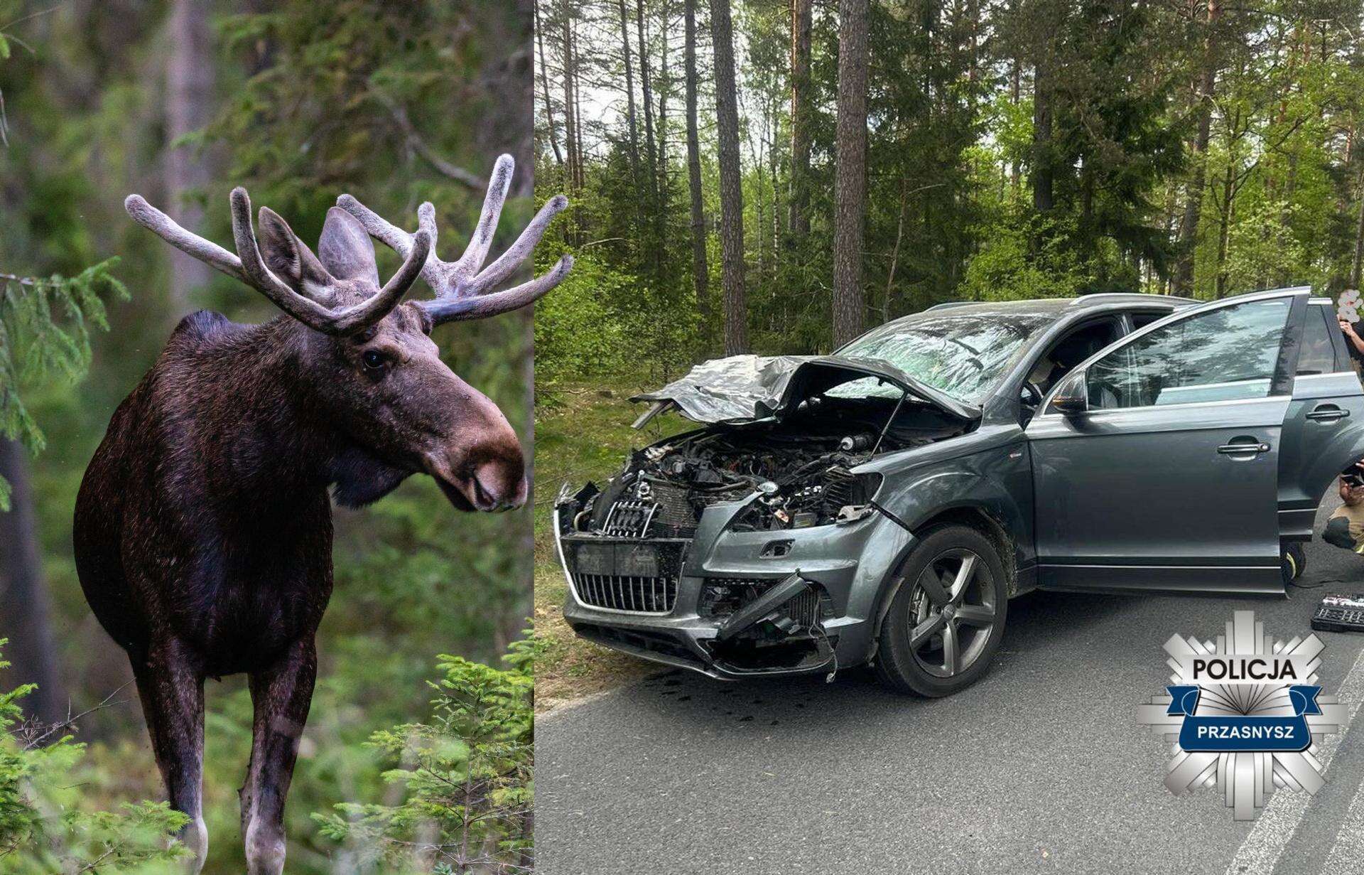 ŚMIERĆ NA DRODZE Kierowca audi potrącił łosia. Zderzenie zakończyło się śmiercią