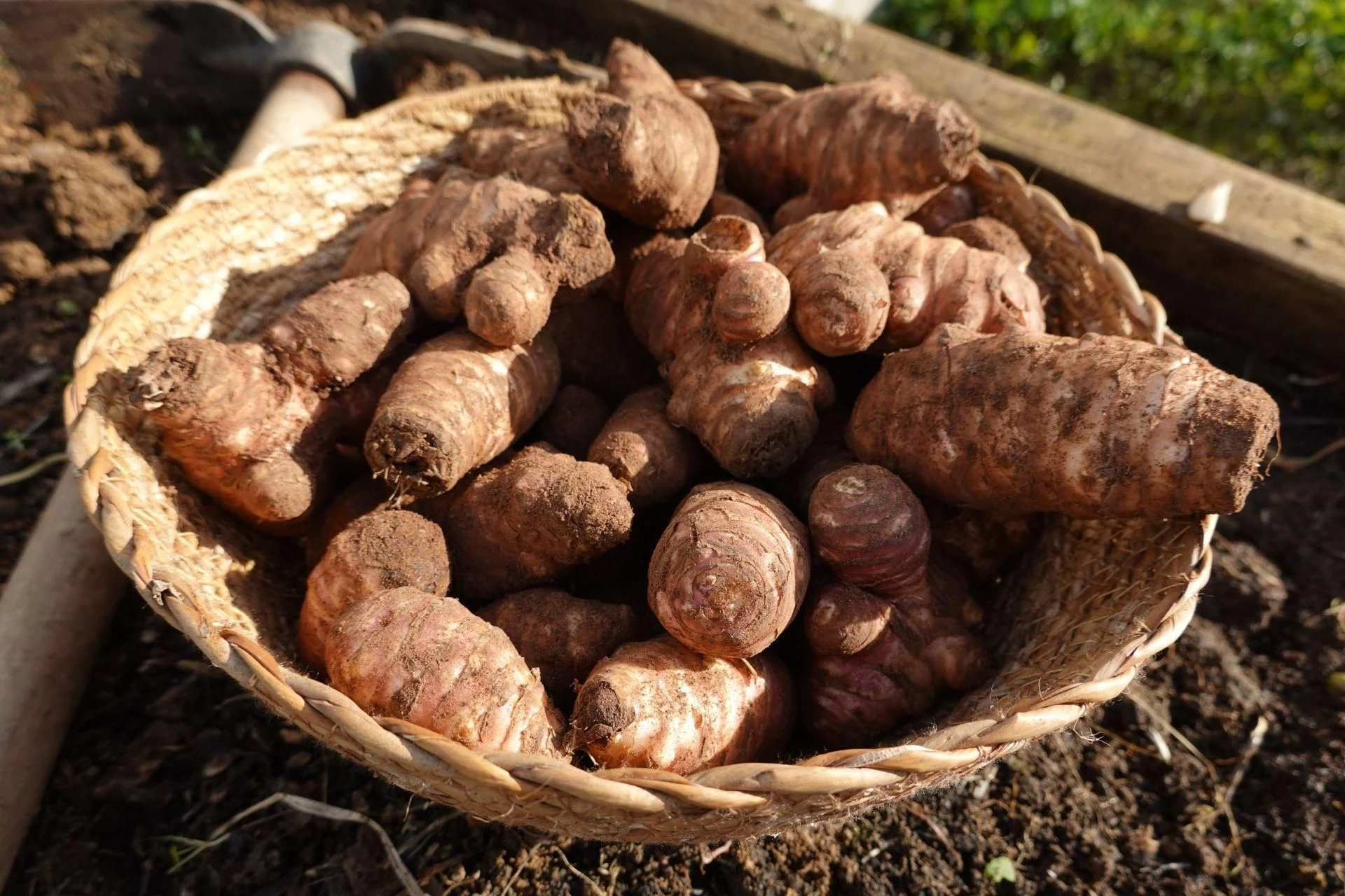 Topinambur – superfood z dawnych lat. Dlaczego słonecznik bulwiasty podbija serca mistrzów kuchni i miłośników zdrowego jedzenia