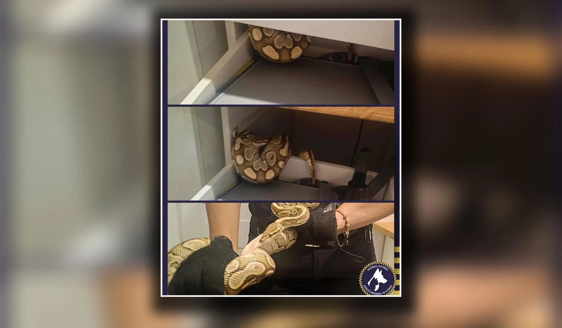 tego nikt się nie spodziewał Wąż w kuchennej szufladzie! Zaskakujące odkrycie lokatorów w Łodzi