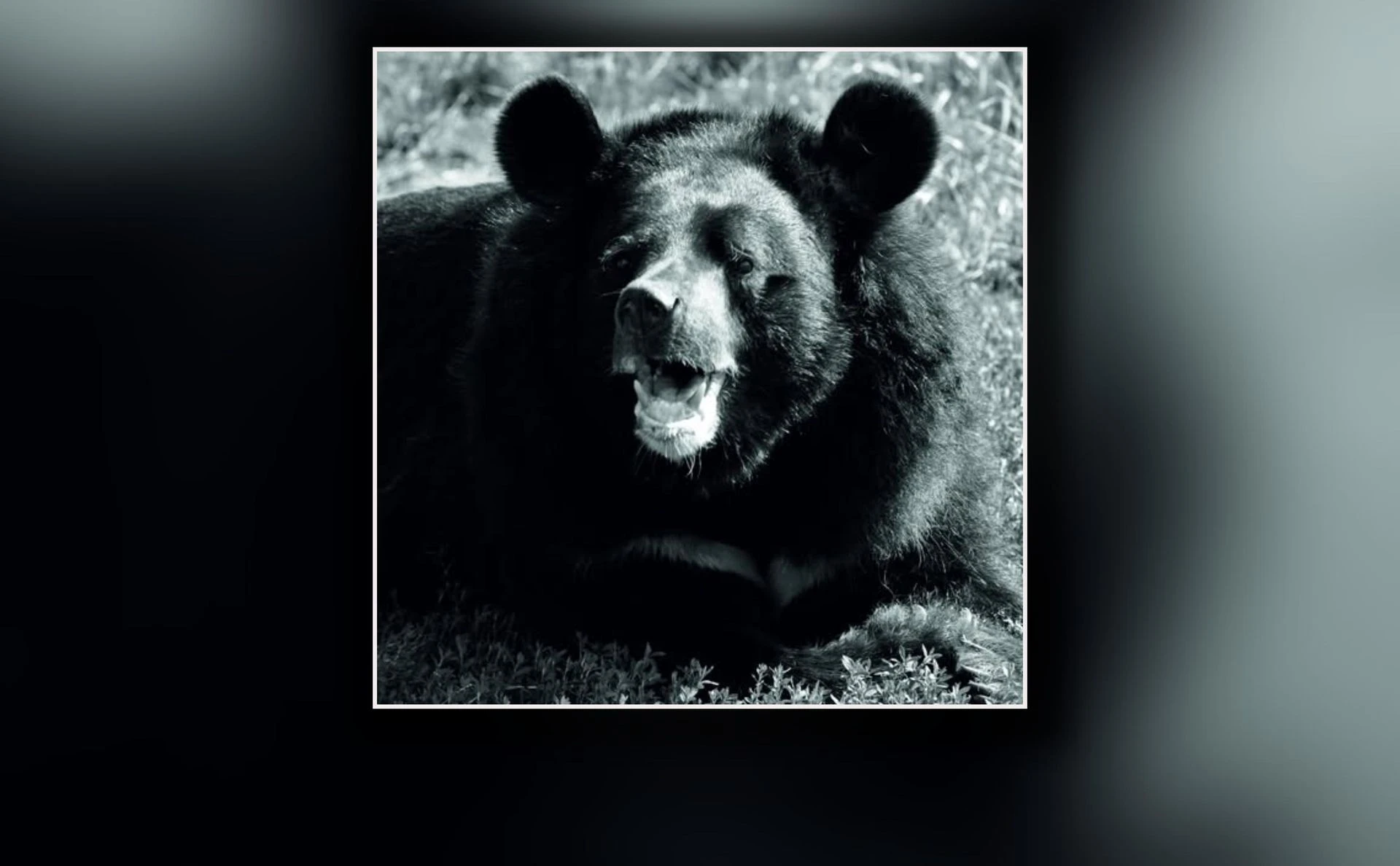 ogromna strata... Pożegnanie legendy toruńskiego zoo. Odeszła Wolta, najstarszy niedźwiedź himalajski w Europie