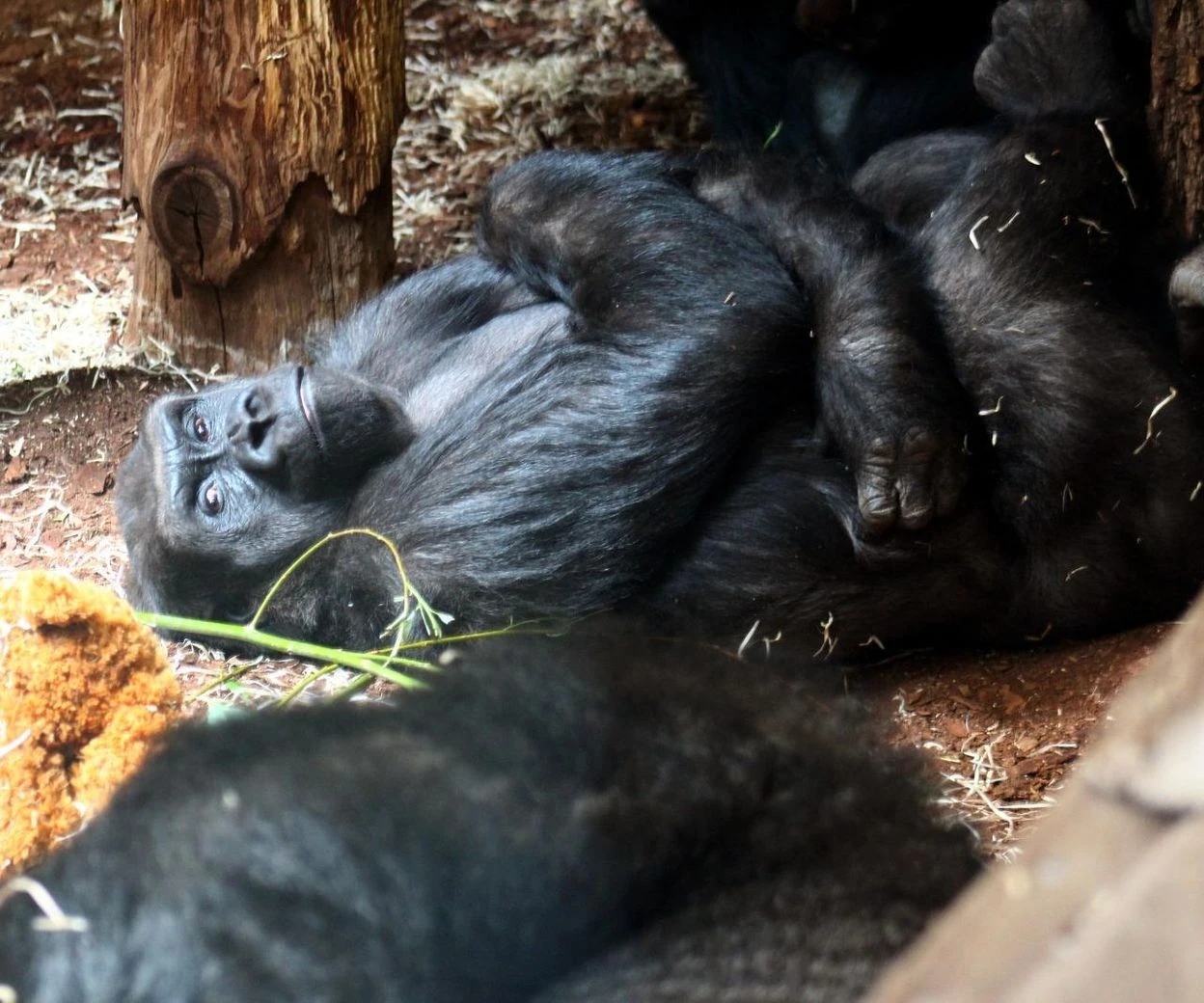 CO SIĘ DZIEJE? Poważny problem Warszawskiego ZOO. Ktoś straszy zwierzęta! 