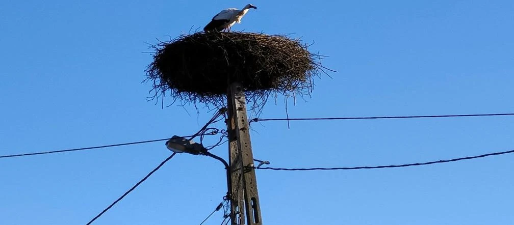 Idzie wiosna?! Pierwszy bocian wrócił na Mazury. Rok temu wzbudził sensację