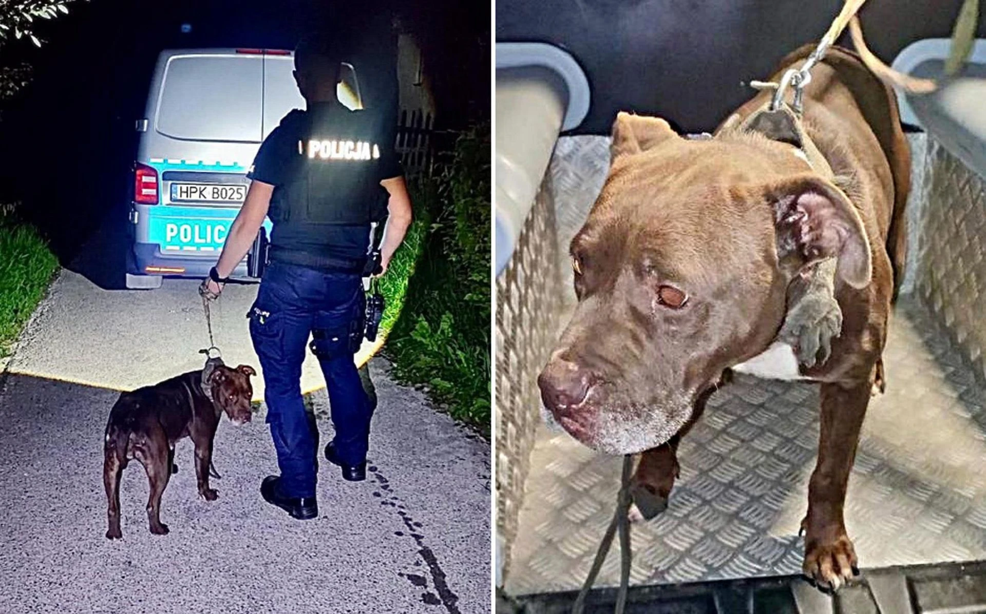 Sprawę bada policja Złodzieje ukradli pitbulla! Sposób, w jaki to zrobili, zaskakuje. Padły kuriozalne słowa