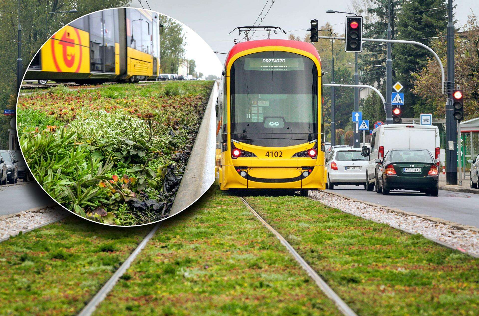 Ciekawe, bardzo ciekawe Tory tramwajowe w Warszawie pachną ziołem! Co oni tam posadzili!?