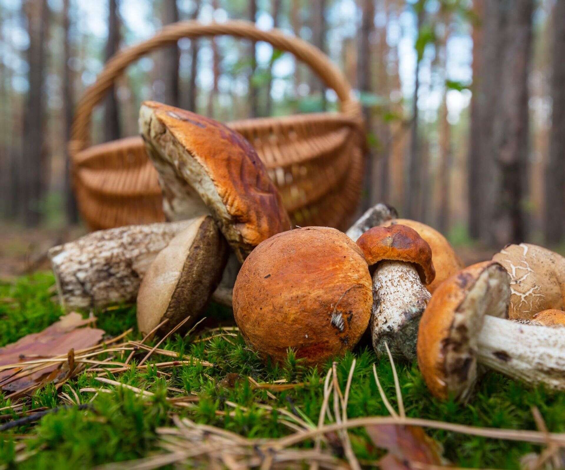 Dramat podczas grzybobrania W leśnym rowie znaleźli leżącą kobietę. Miała problemy z mówieniem i poruszaniem się