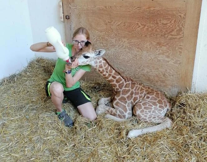 ZOO w Warszawie Rok temu podbiła serca warszawiaków. Teraz zaprasza na swoje pierwsze urodziny!