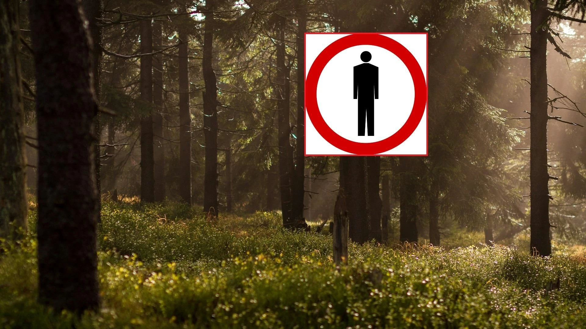 Ważny komunikat Ogłosili zakaz wstępu do lasów! Problem jest poważny