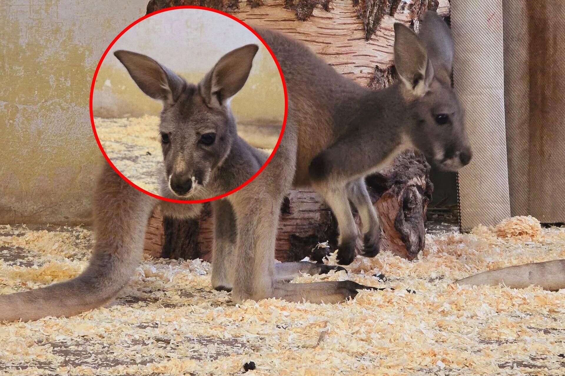 Rodzina kangurów w chorzowskim zoo się powiększyła. Mały torbacz czeka na cieplejsze…