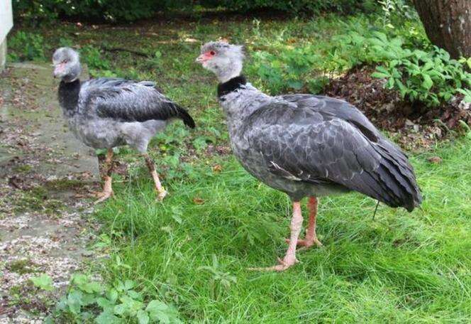 SĄ PIĘKNE Wielki powrót skrzydłoszponów do stołecznego ogrodu zoologicznego. Ptaki przyjechały…