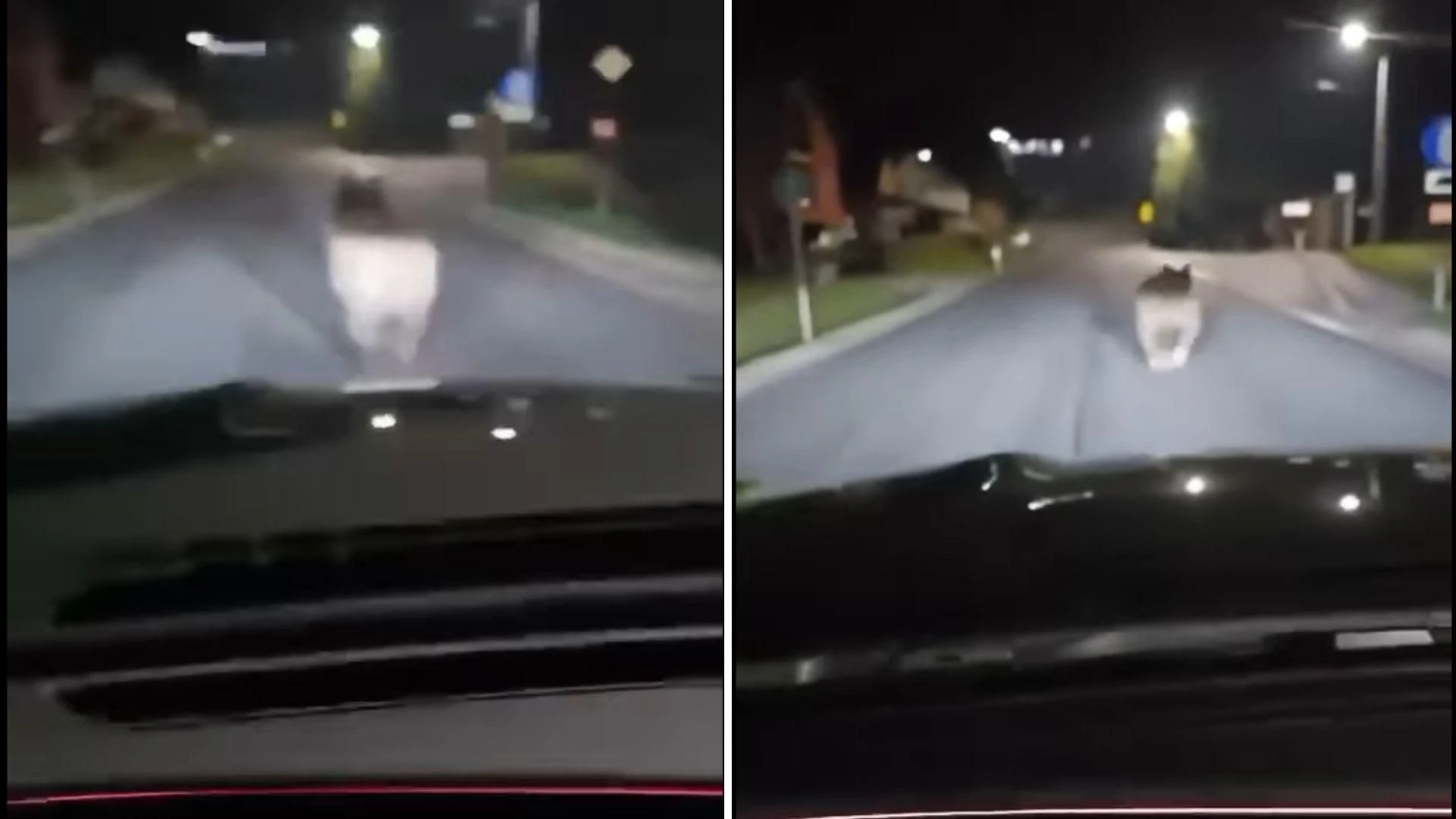 JEST NAGRANIE Niedźwiedź biegł tuż przed samochodem! Szokujące spotkanie na drodze