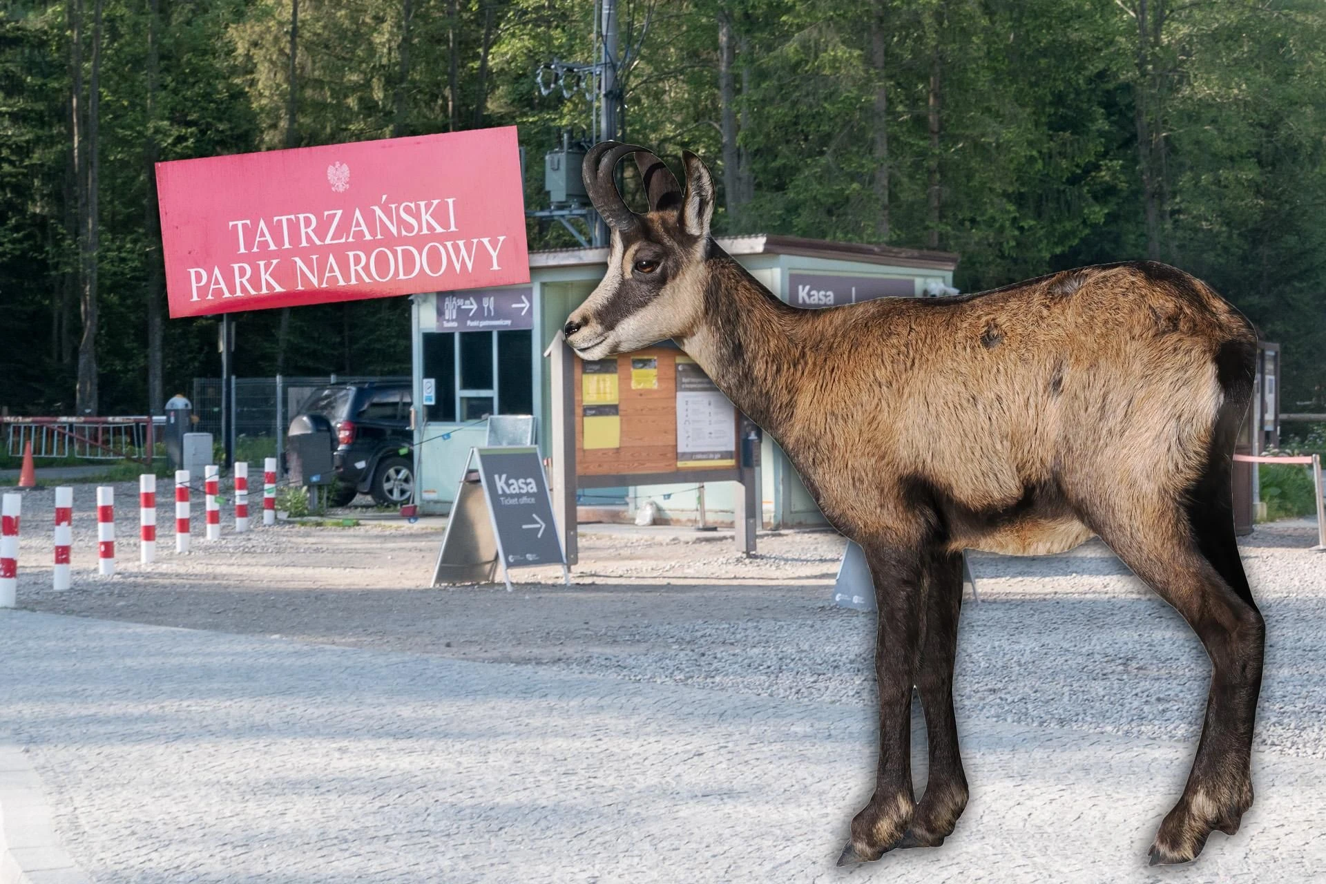 Chodzi o kozice Tatry zamknięte dla turystów?! Pracownik TPN mówi o czarnym scenariuszu