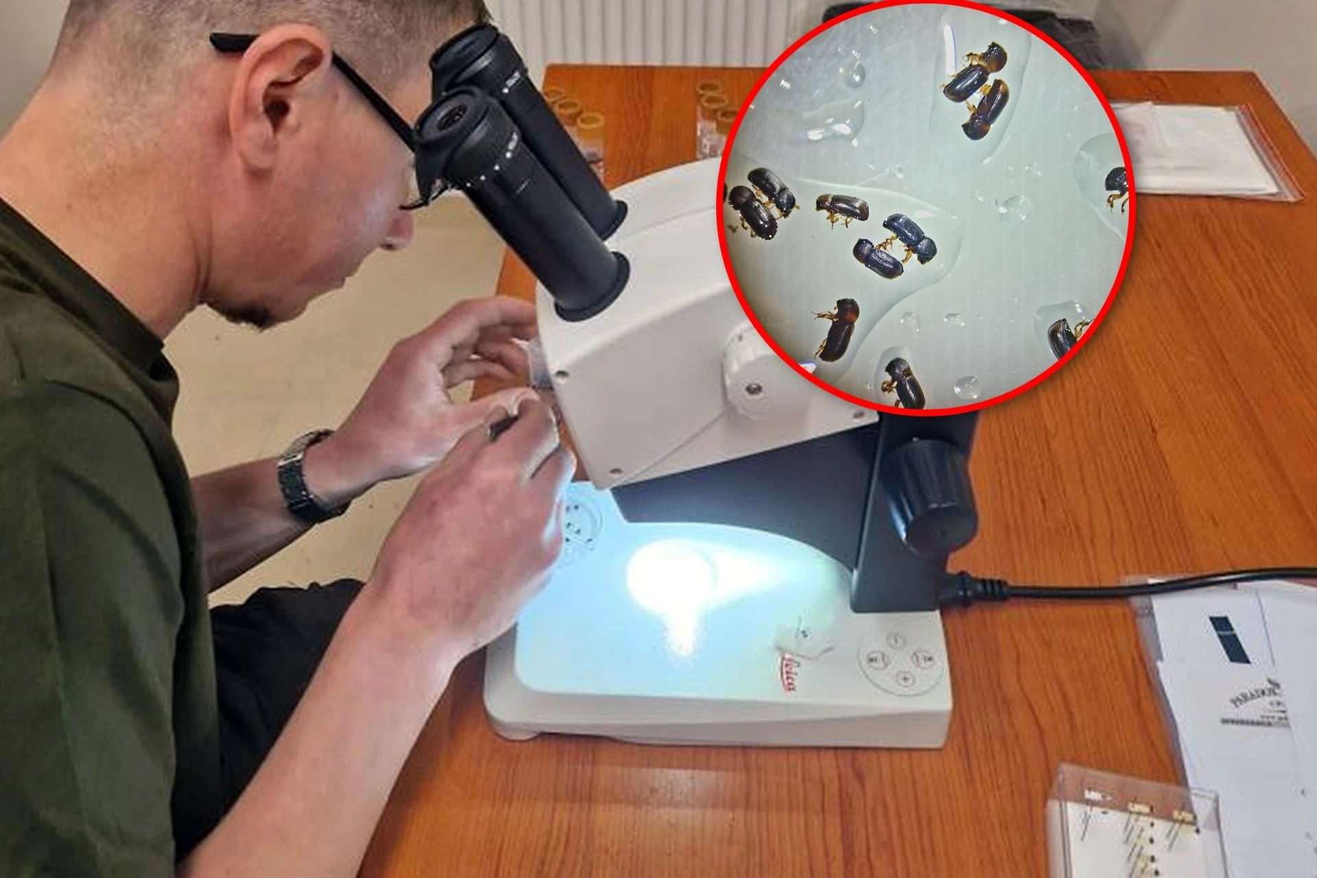 szok! Są groźne dla polskiej przyrody. Leśnicy je wyłapują, by dogłębnie zbadać
