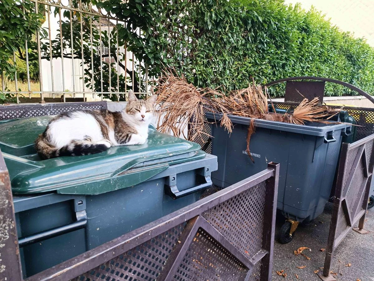 Un chat veille sur le tri des déchets rue Jean-Réveil à Pau